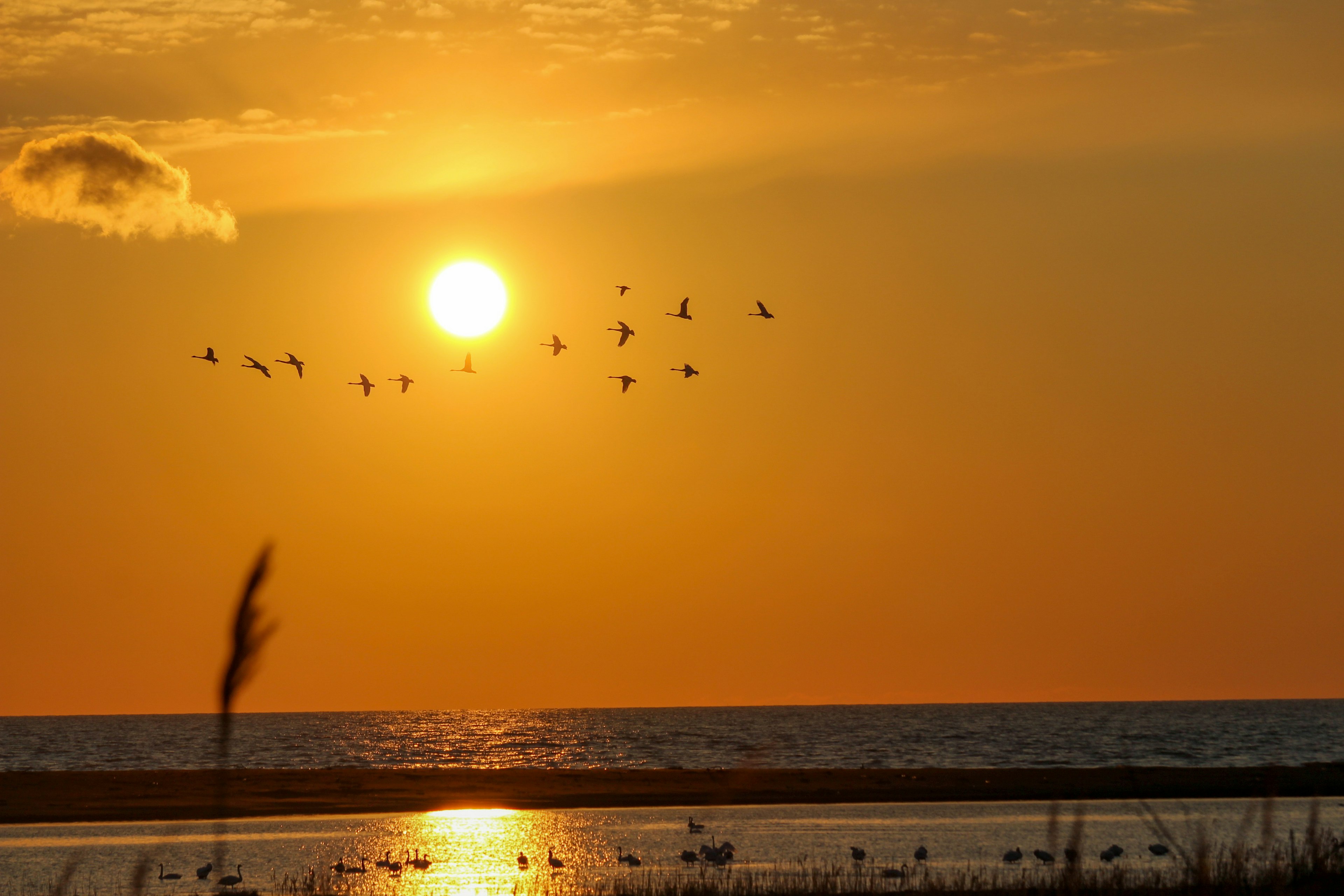 夕日と海の景色に飛ぶ鳥たち