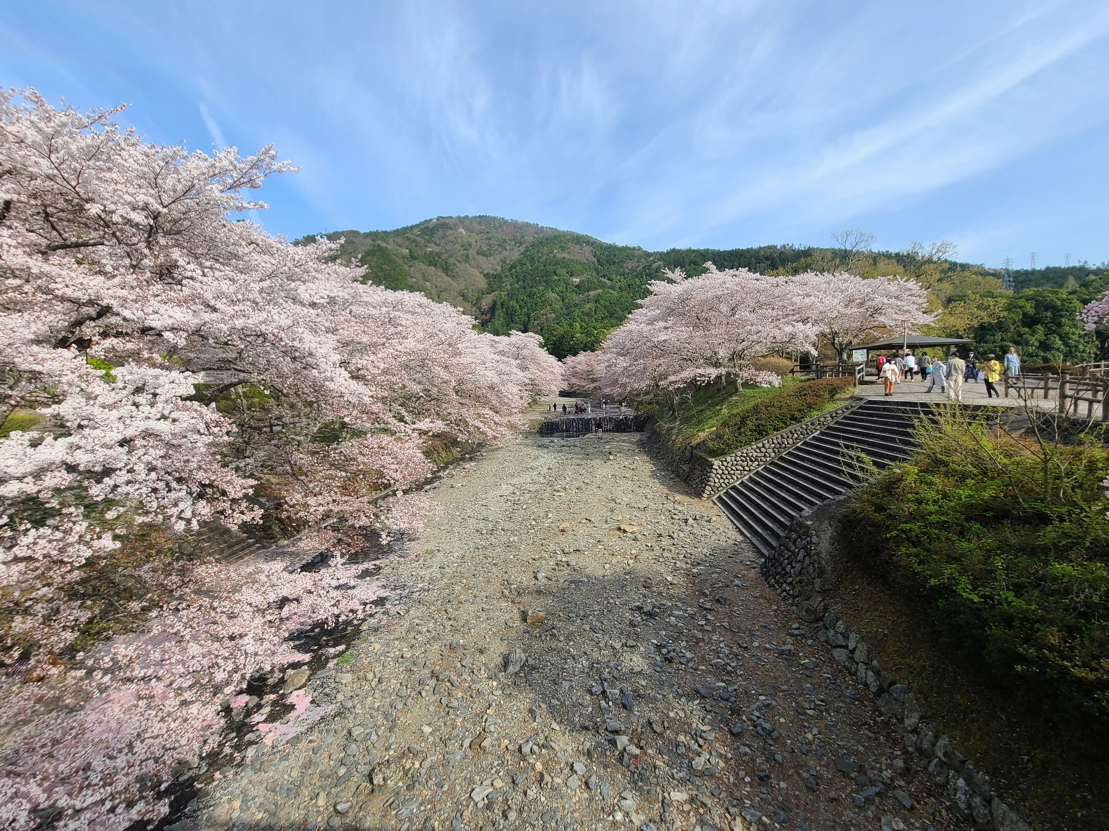 Scenic view of cherry blossom trees along a river with a clear blue sky