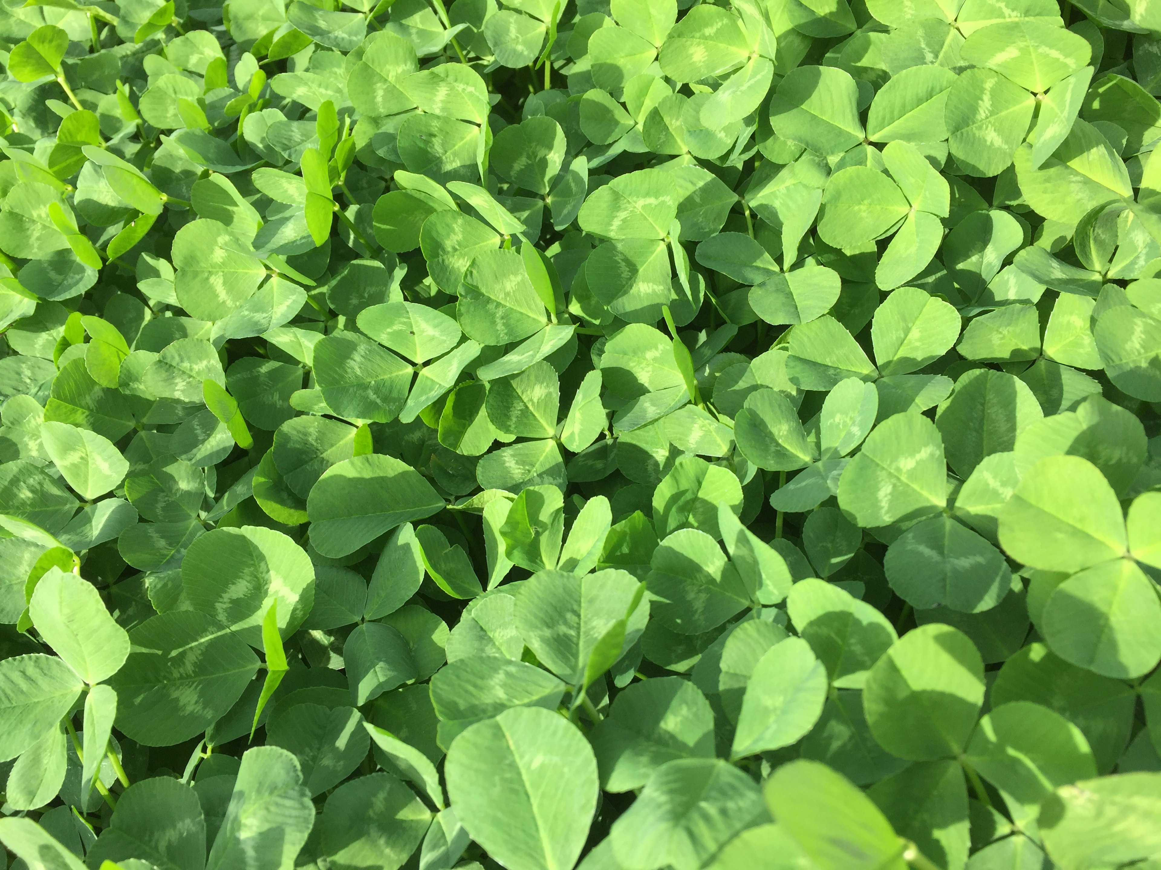 Dense cluster of green clover leaves