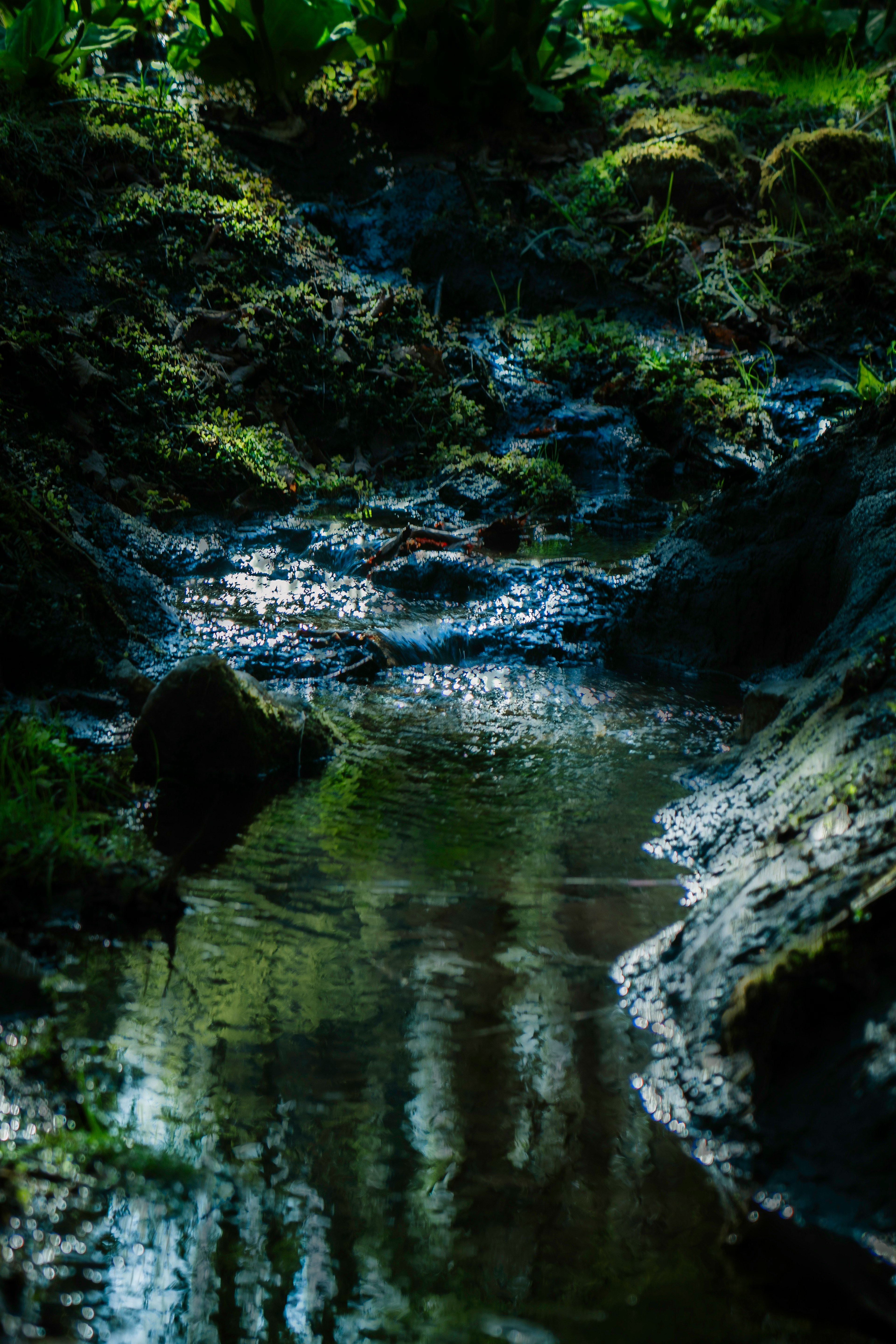 水の流れと緑の苔に覆われた石が映る静かな小川の風景