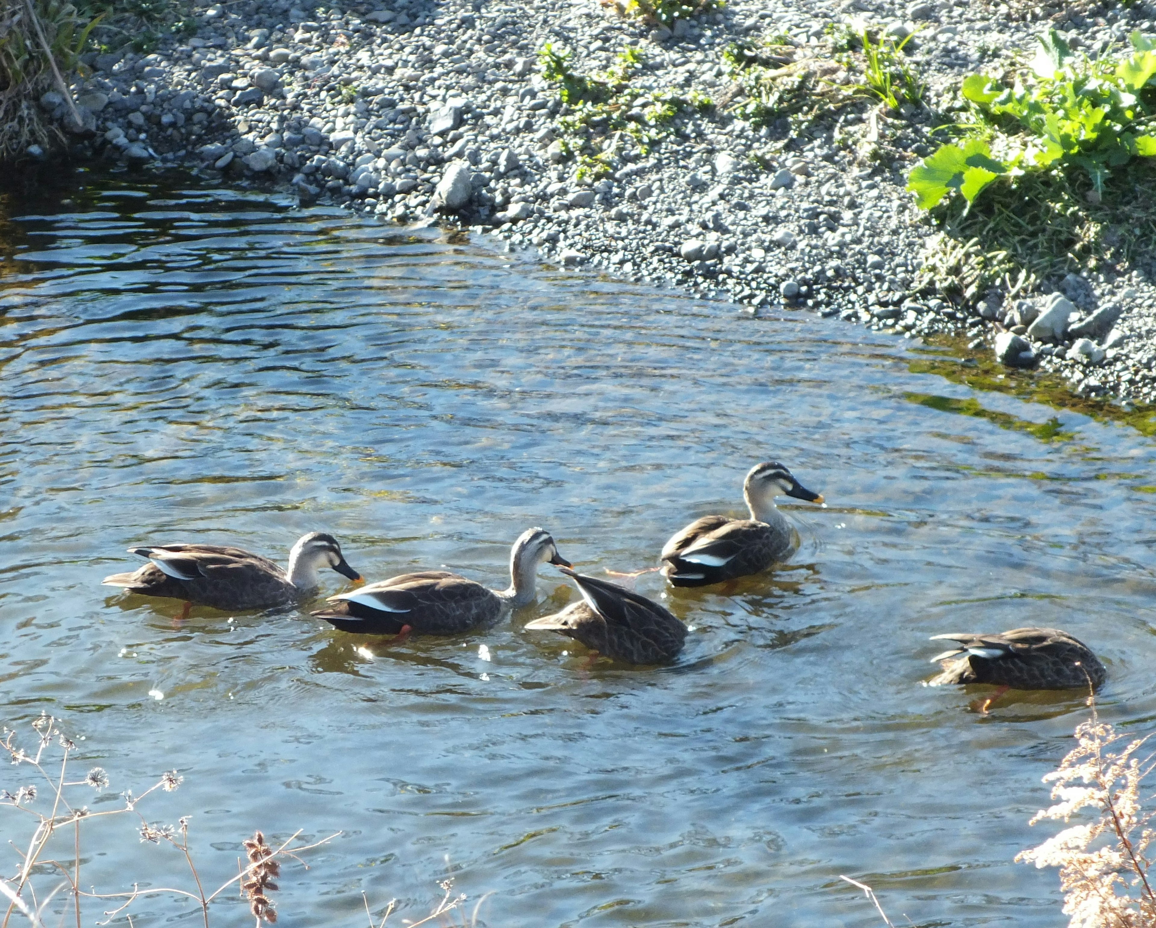 Un grupo de cinco patos nadando en un estanque