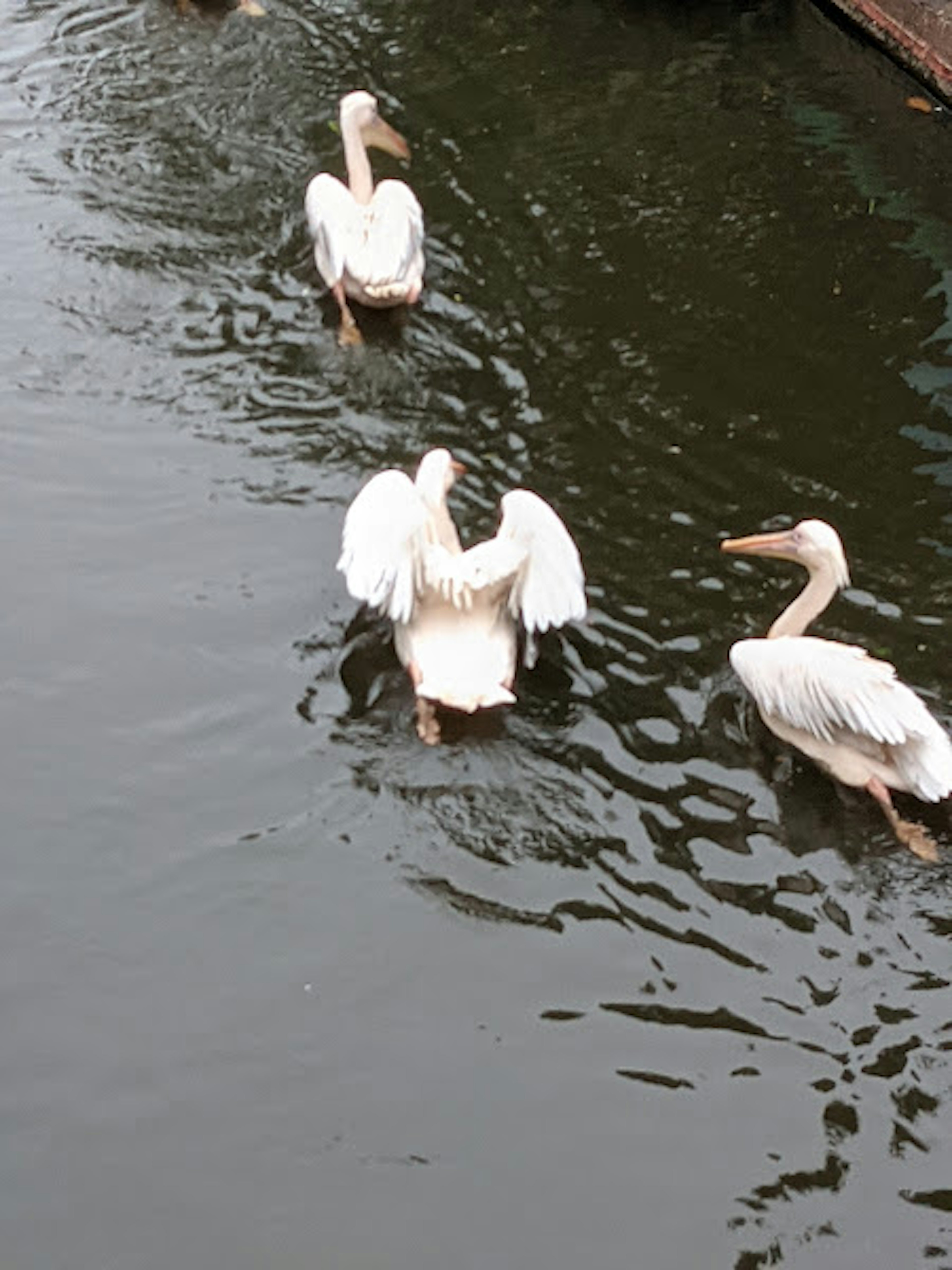 Scene of white birds swimming on the water surface