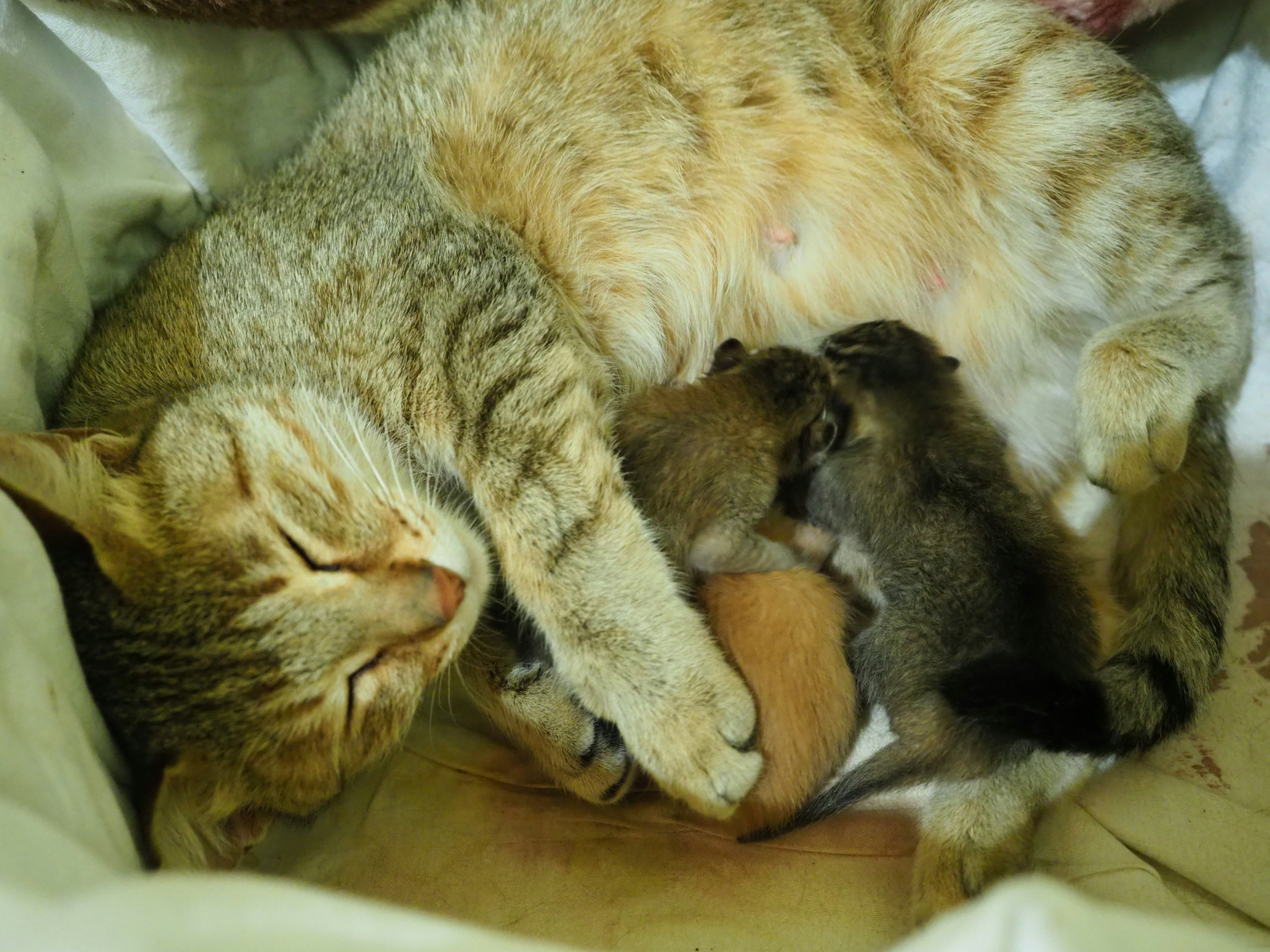 Eine Katze, die ihre Kätzchen in einer gemütlichen Umgebung säugt