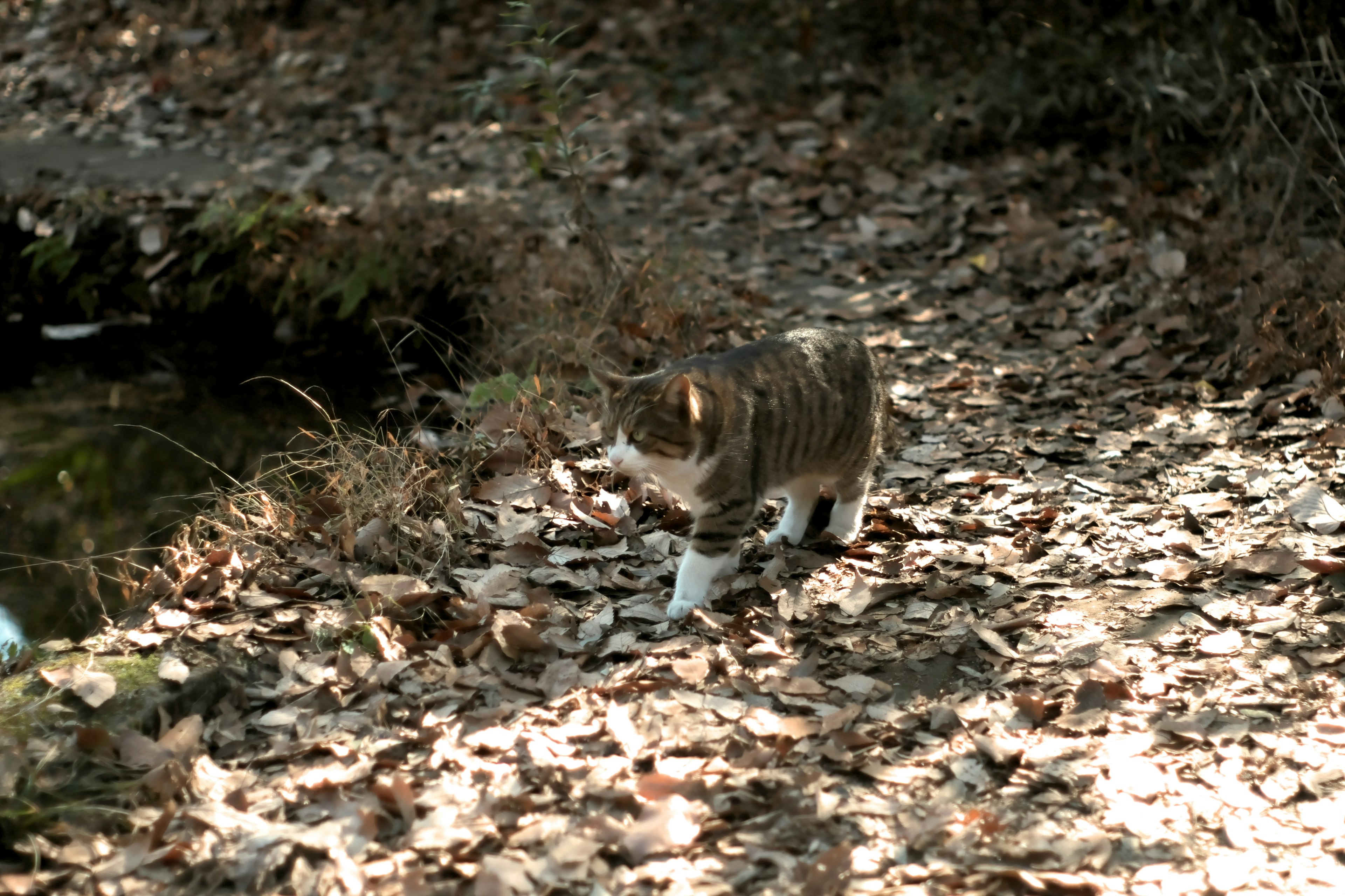 Seekor kucing berjalan di atas daun kering dekat aliran