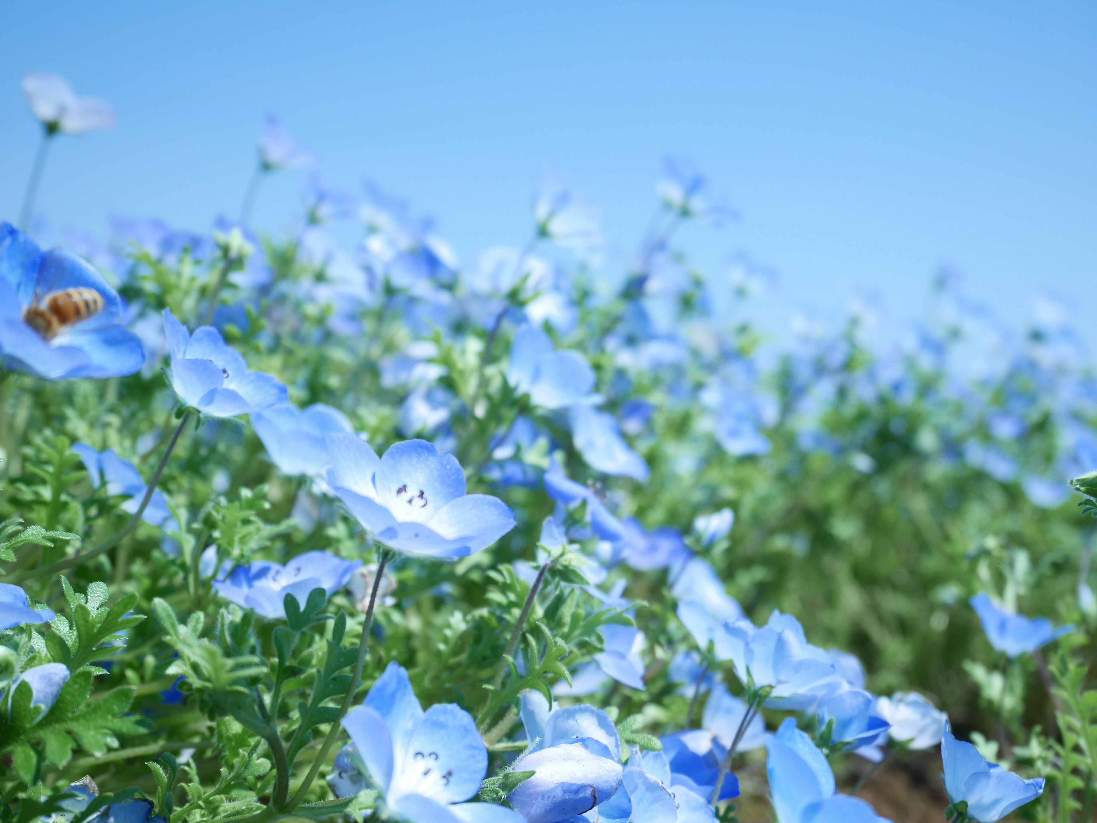 Feld mit blauen Blumen unter einem klaren blauen Himmel