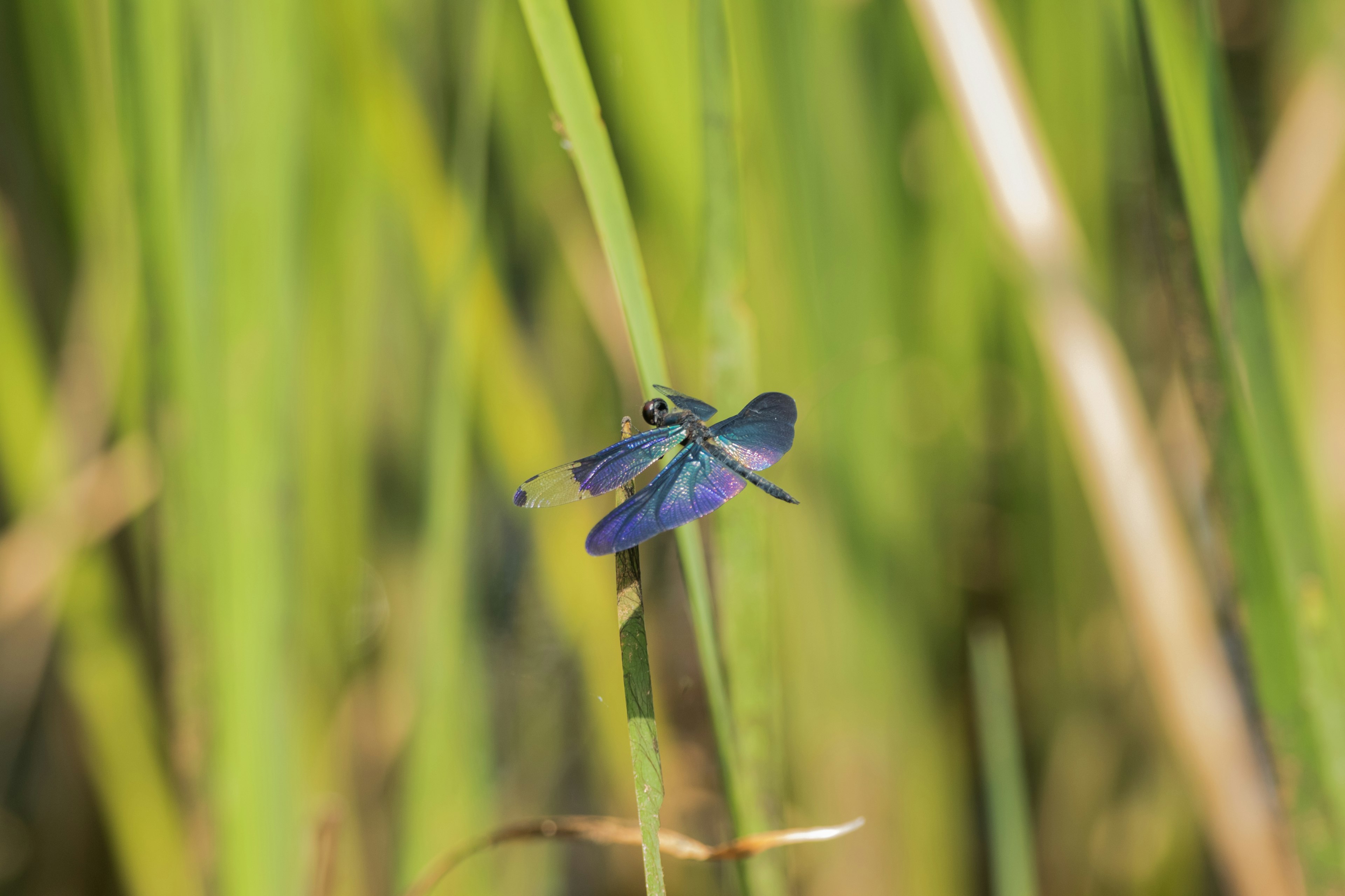 Capung biru bertengger di antara rumput hijau