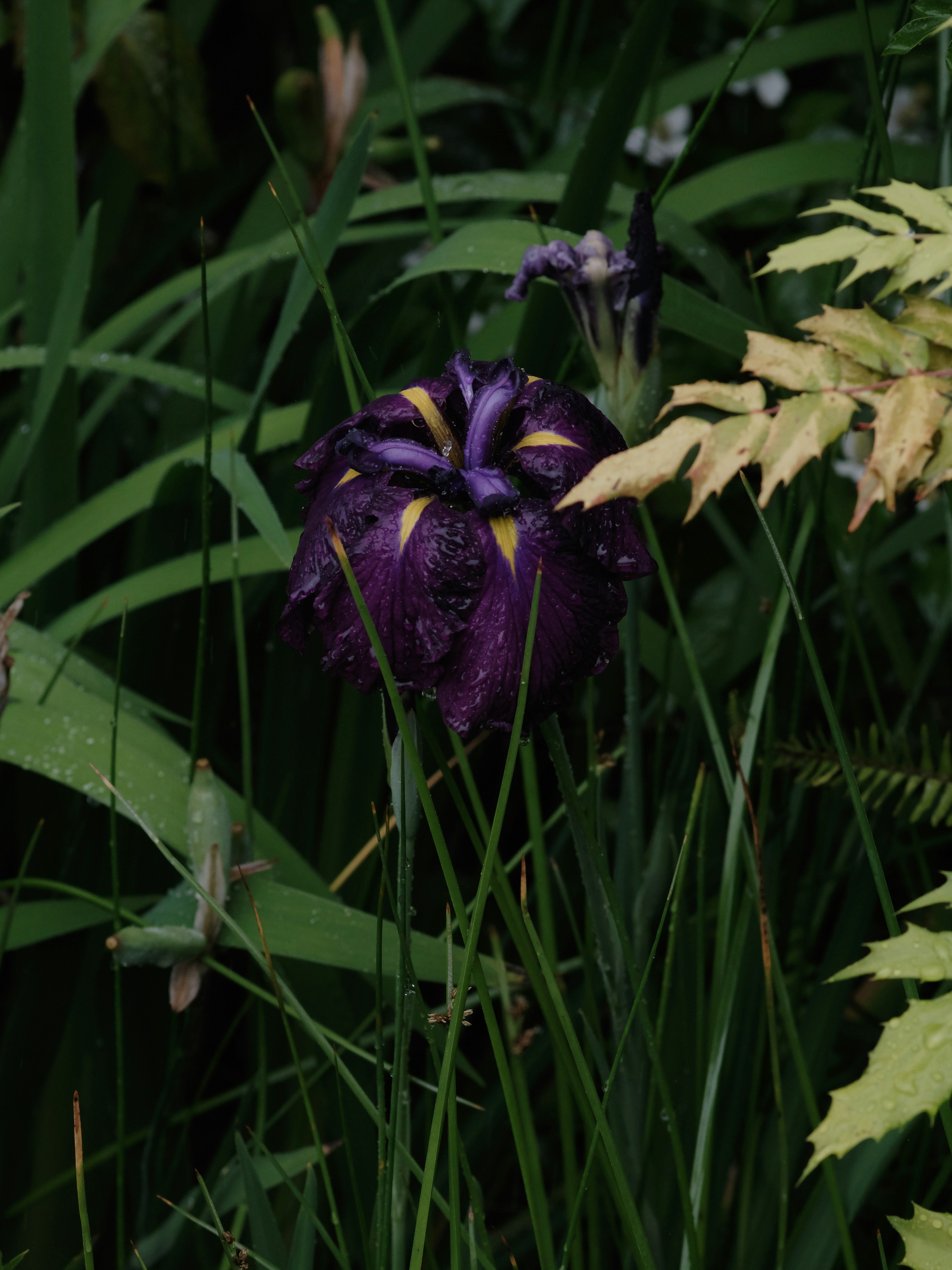 Eine lila Blume blüht zwischen grünem Gras