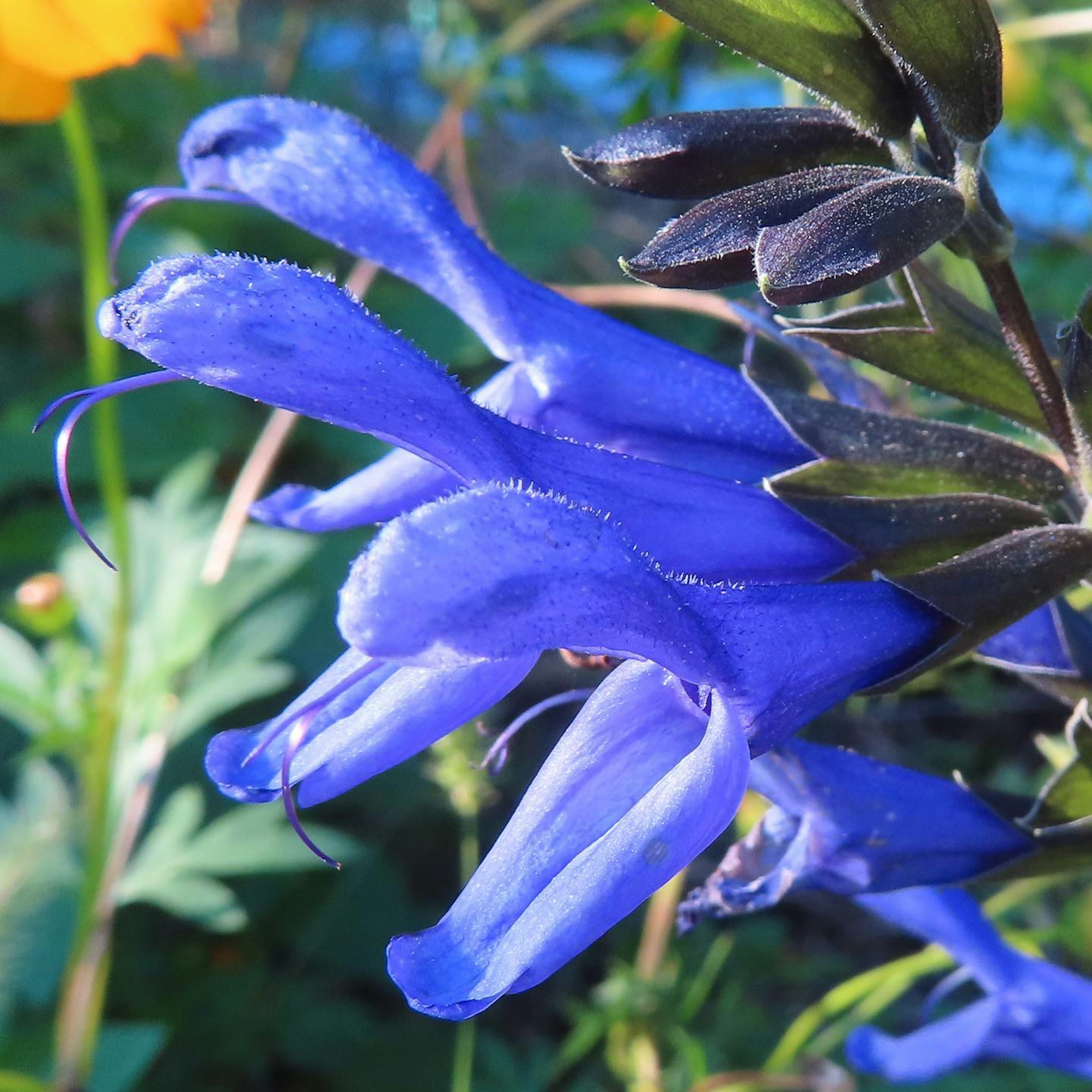 Acercamiento de flores azul-púrpura vibrantes en una planta