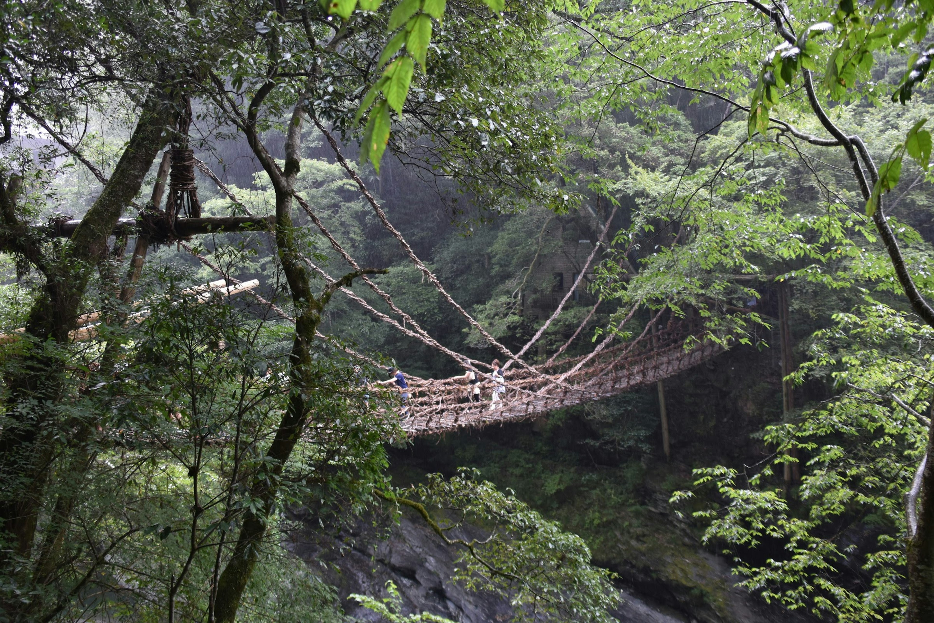 Vista panoramica di un ponte sospeso in una foresta lussureggiante