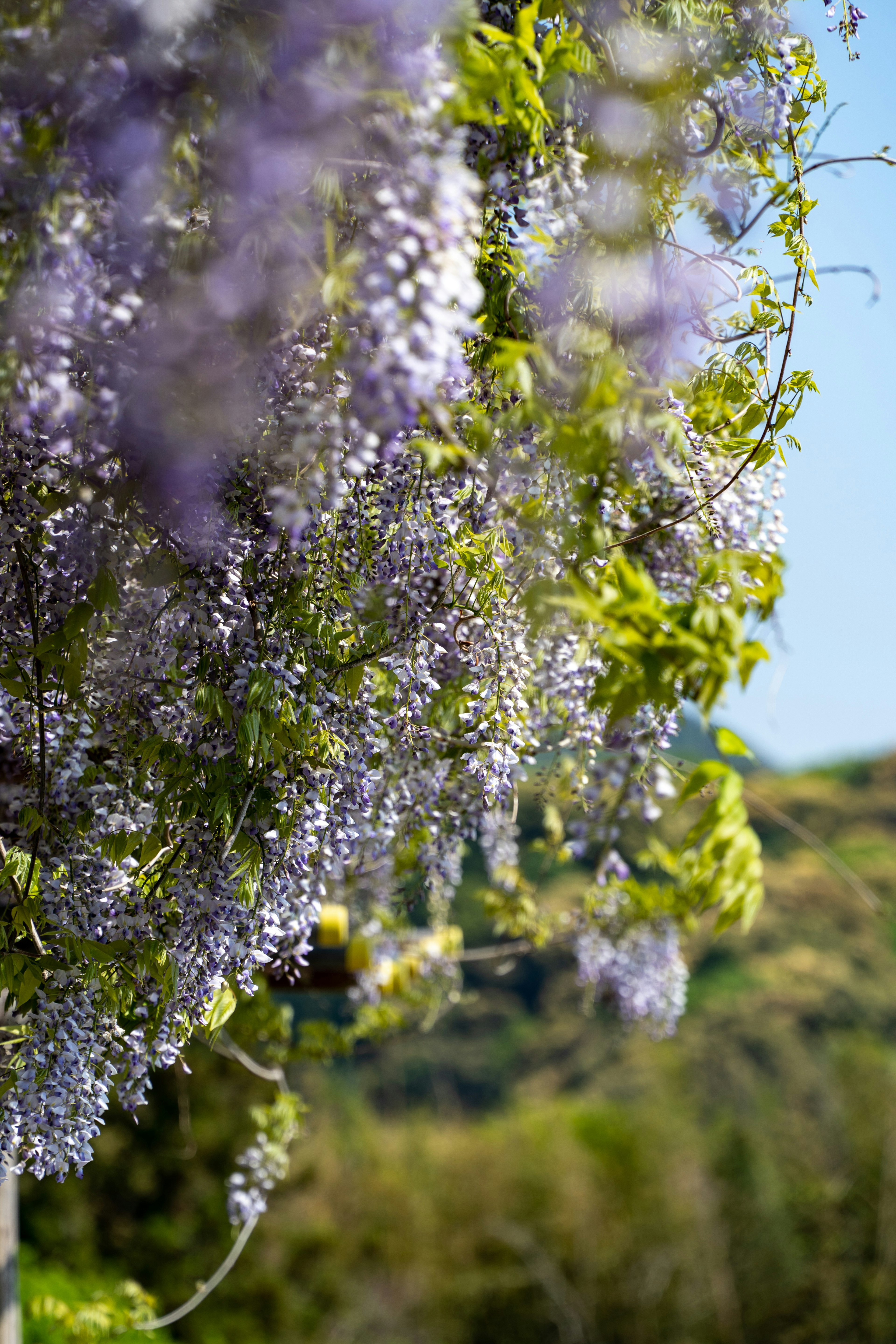 Hoa wisteria tím treo xuống với lá xanh và bầu trời xanh ở phía sau