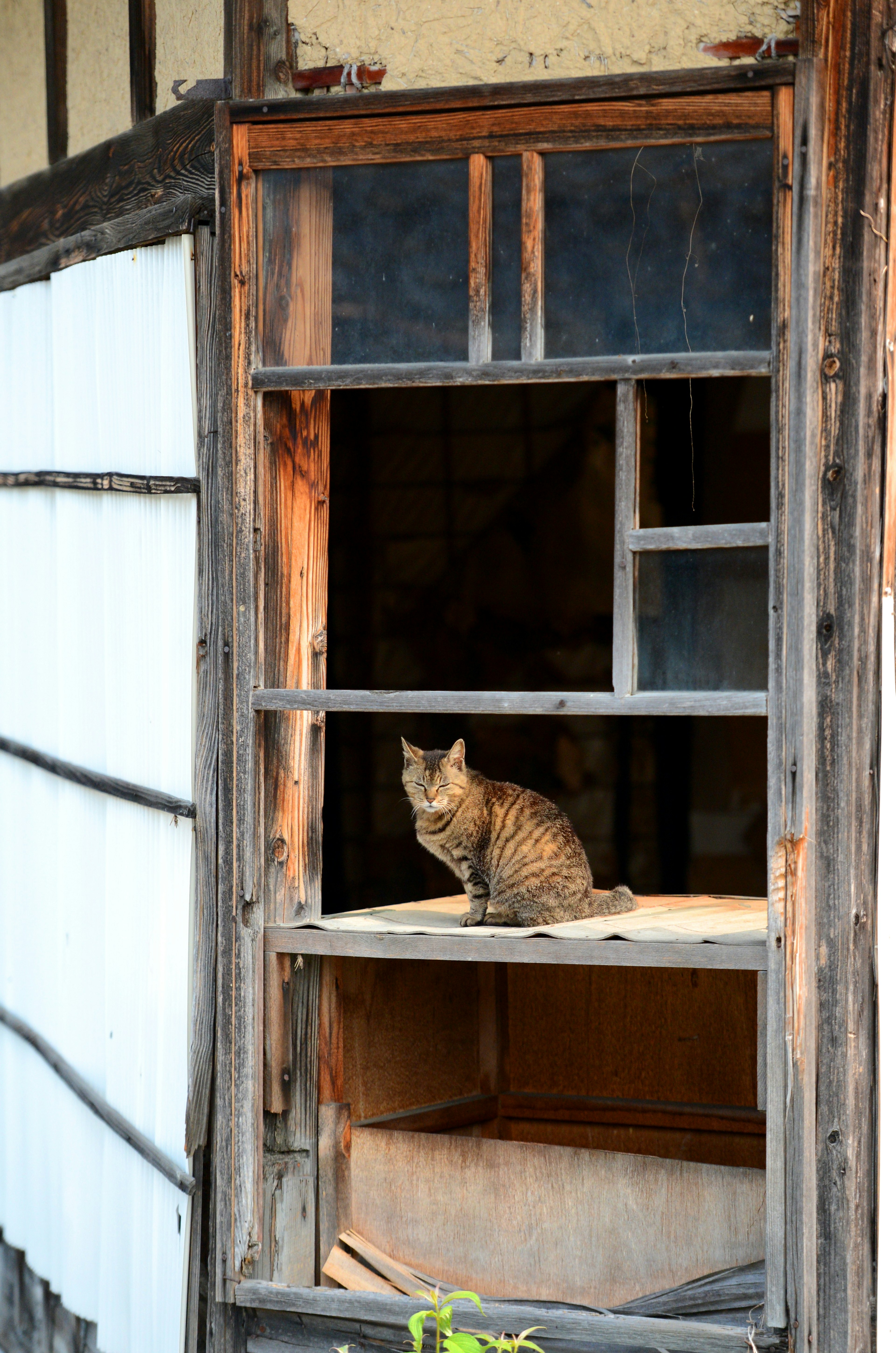 Gato sentado en el alféizar de una ventana de una casa antigua mirando hacia afuera