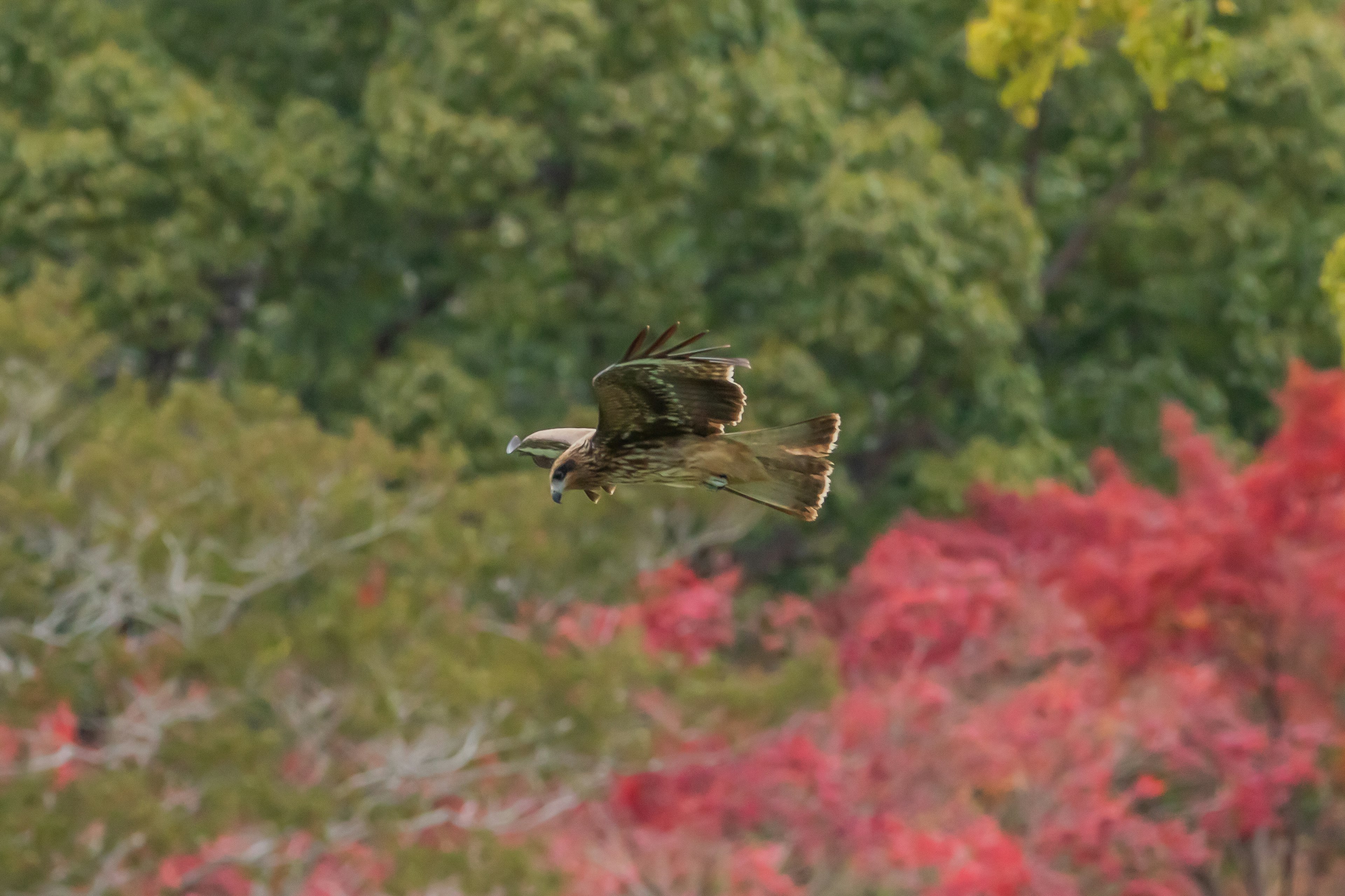 赤い葉の背景に飛ぶ鳥の画像