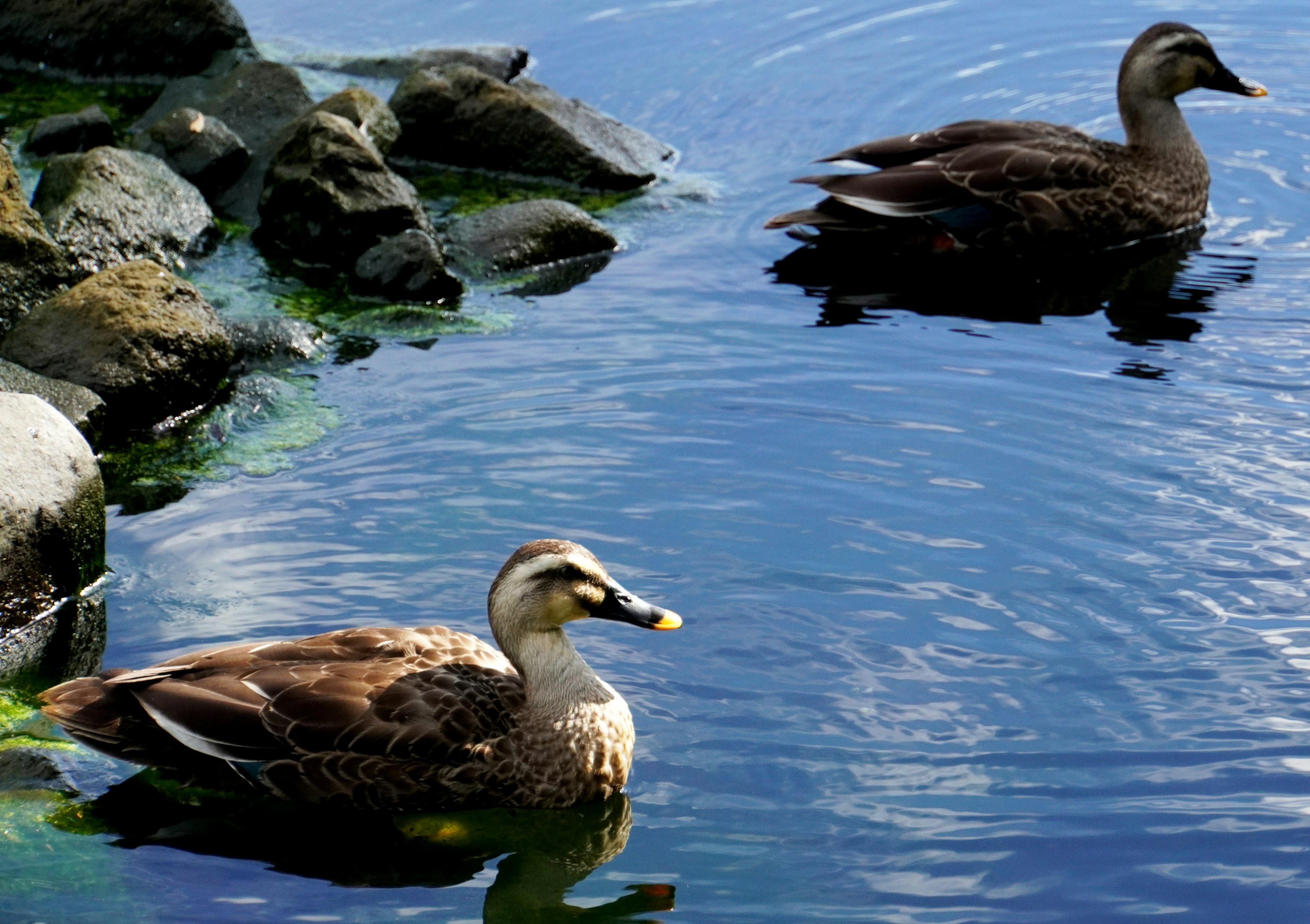 Two ducks floating on the water with rocks nearby