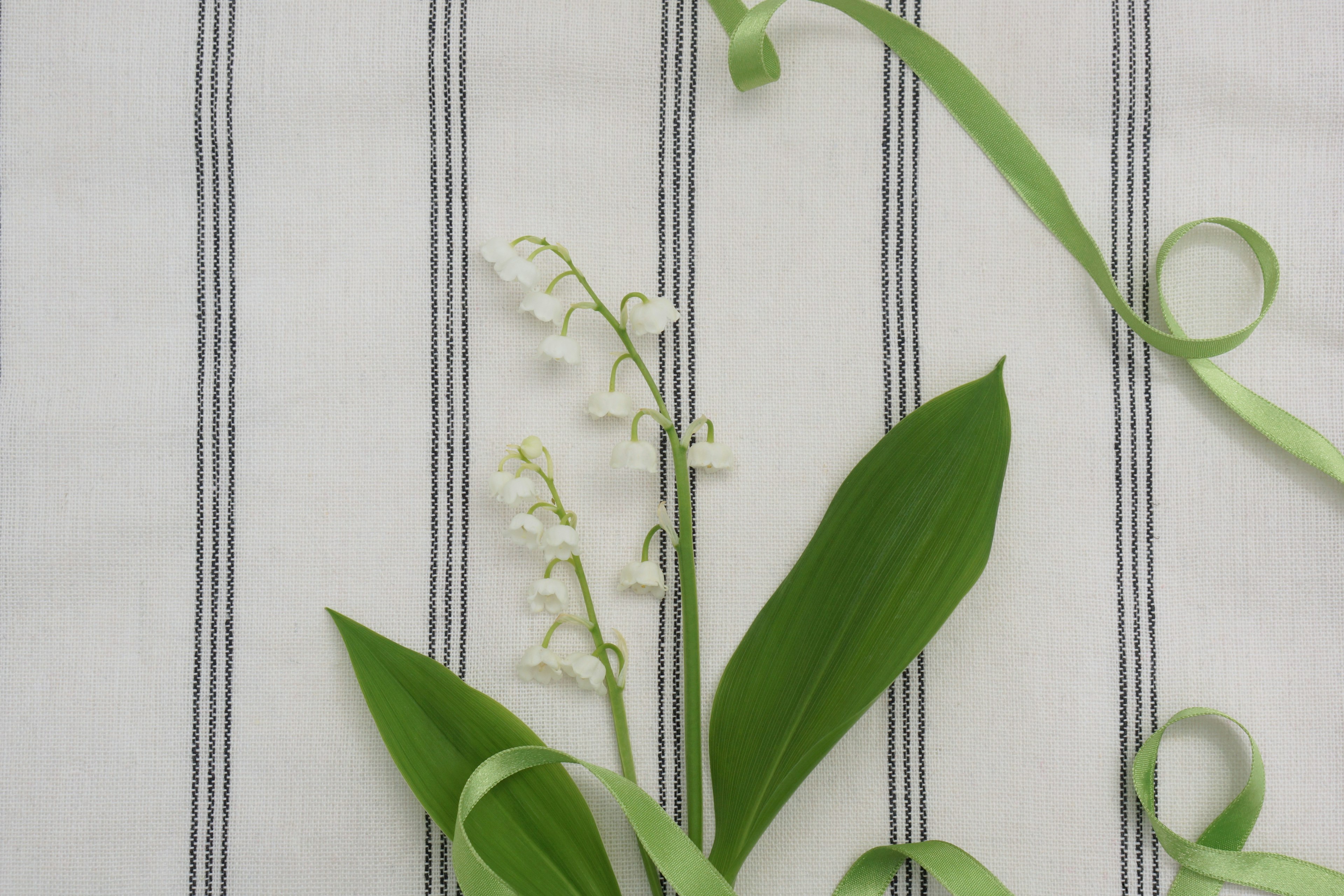 Flores de lirio de los valles y cinta verde sobre tela a rayas blancas