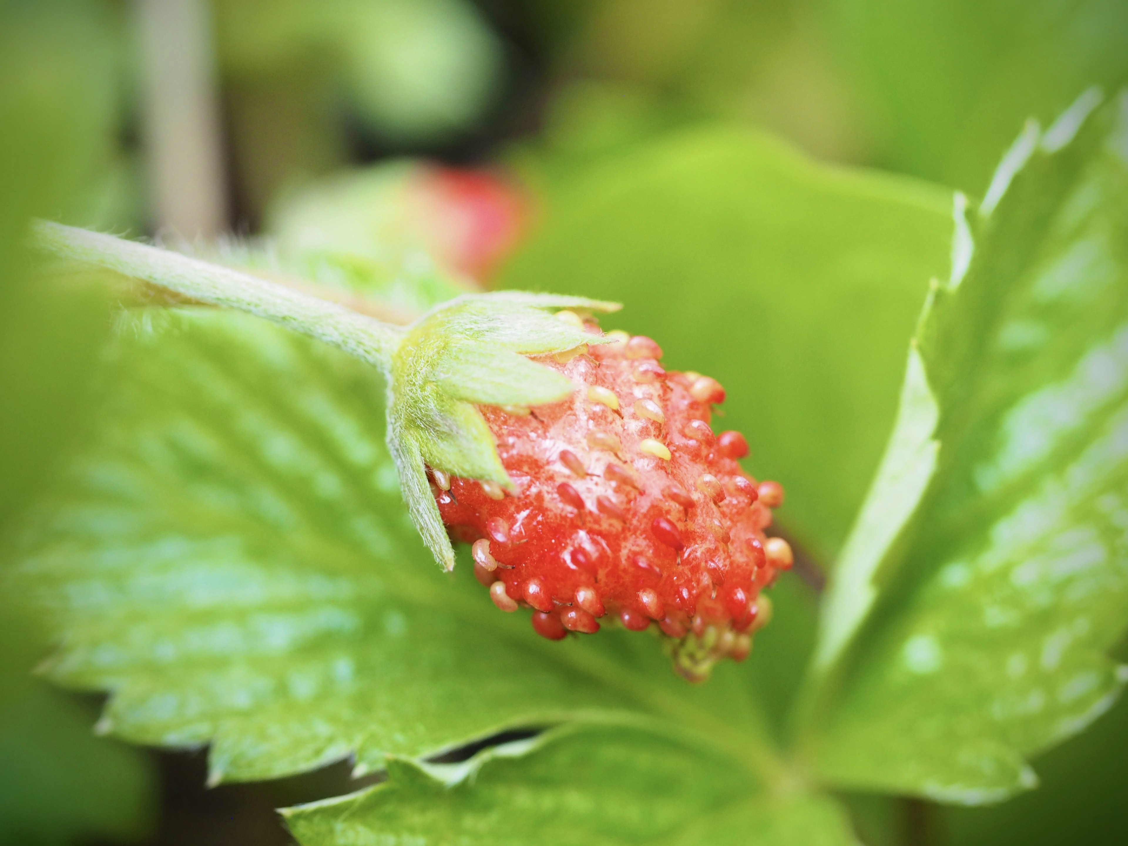 红色草莓果实与绿色叶子的特写