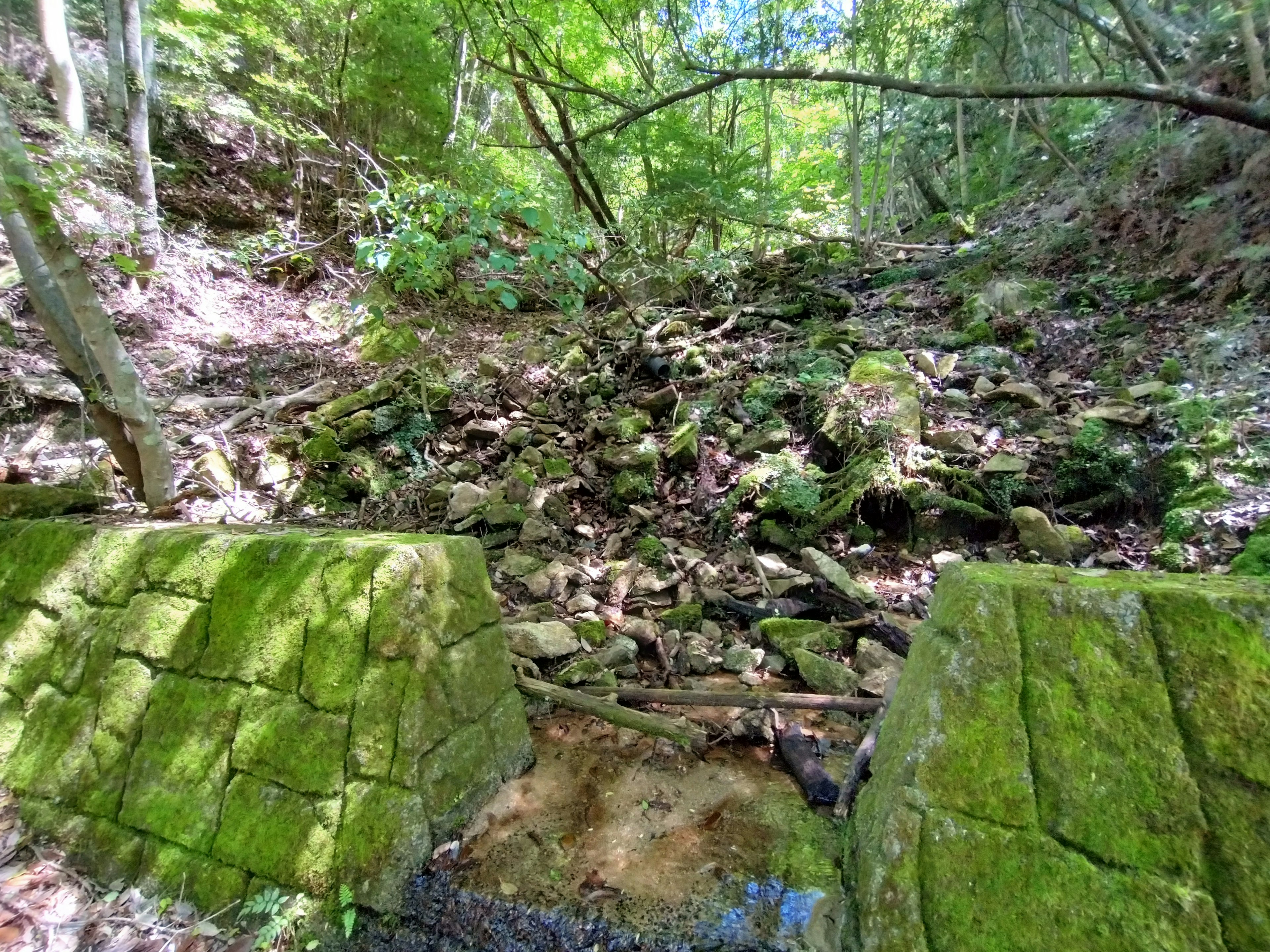 緑豊かな森の中にある石の流れと苔の生えた岩