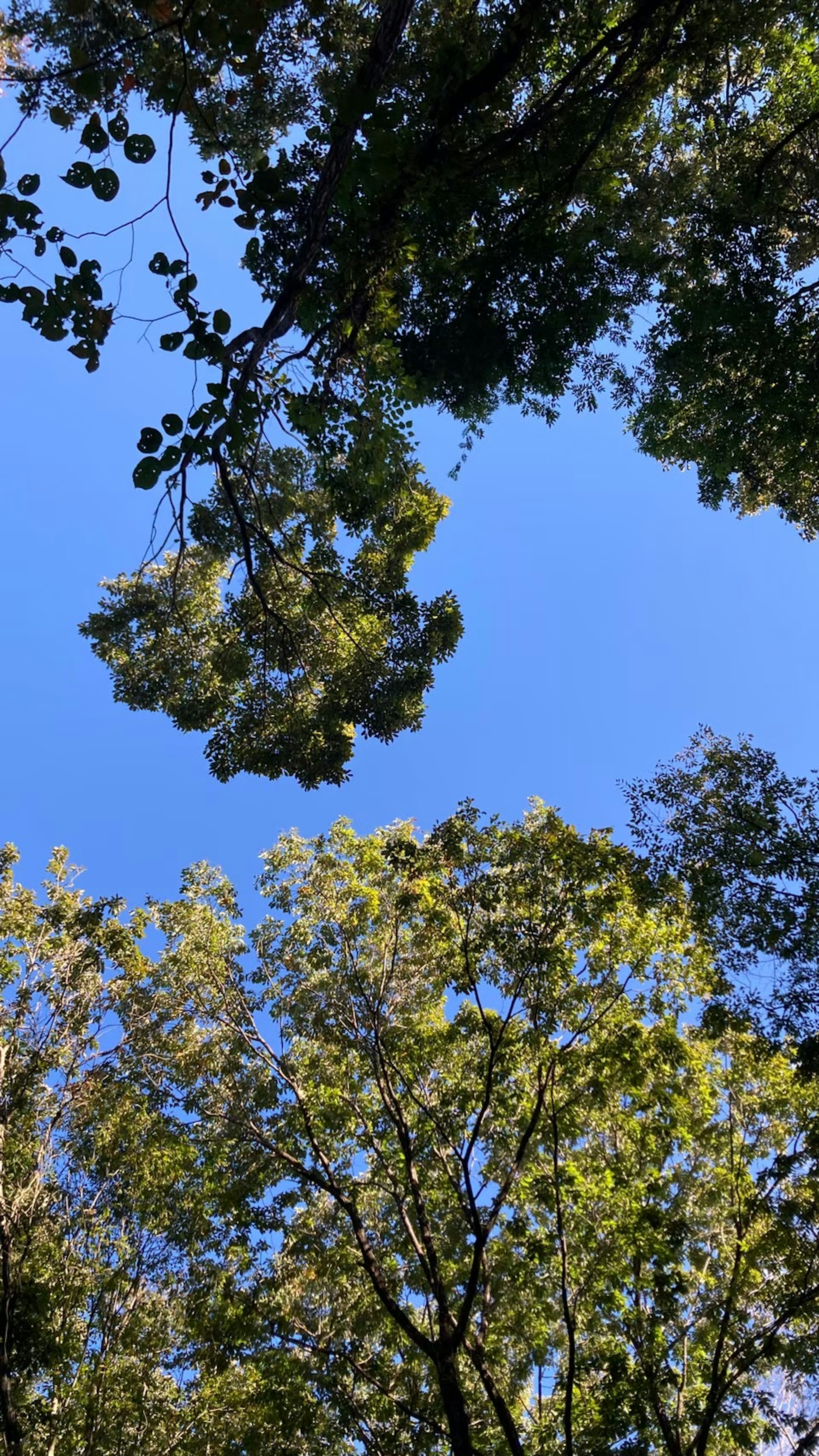 青空を背景にした緑の葉と木々の上部の視点