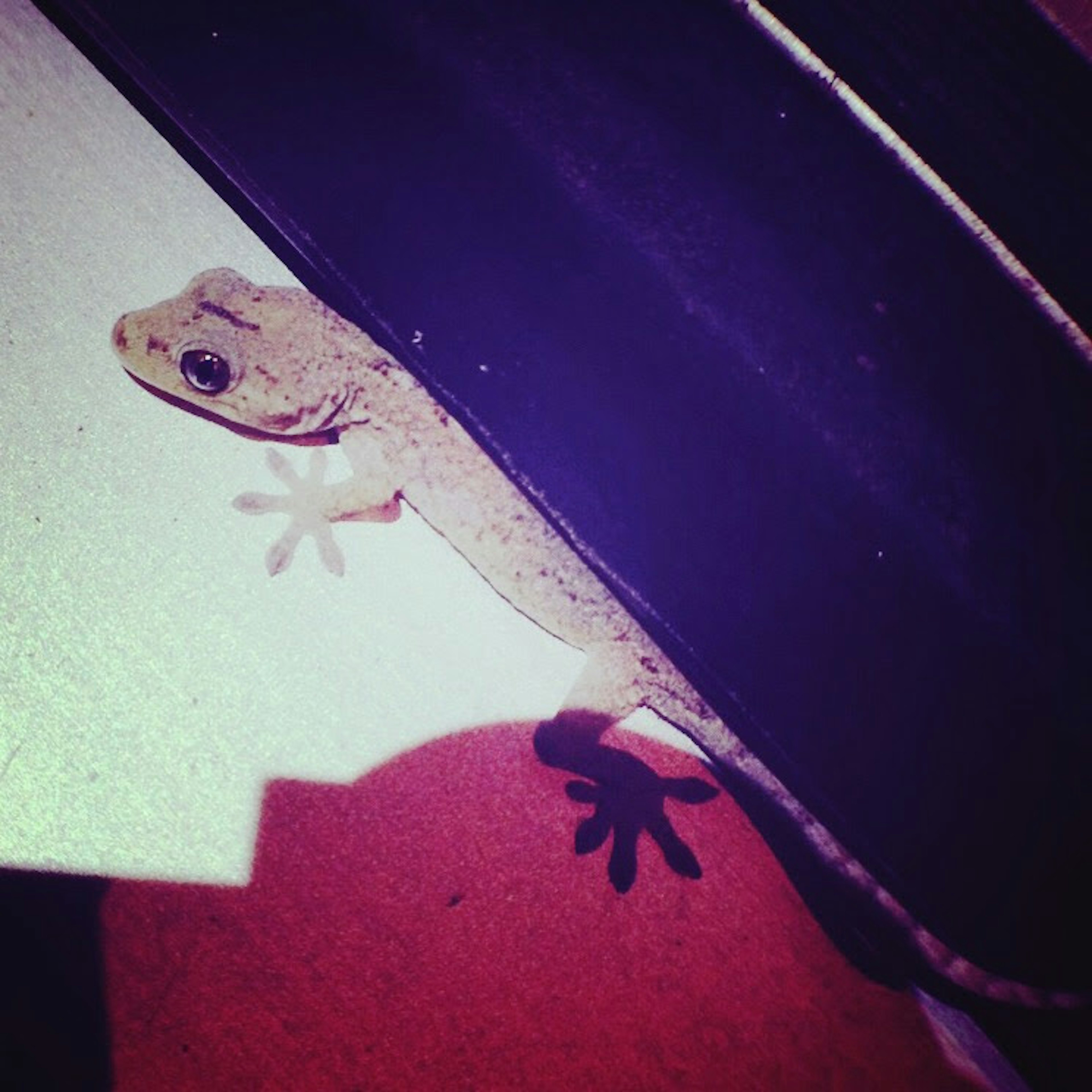 A small lizard perched on a surface with black stripes