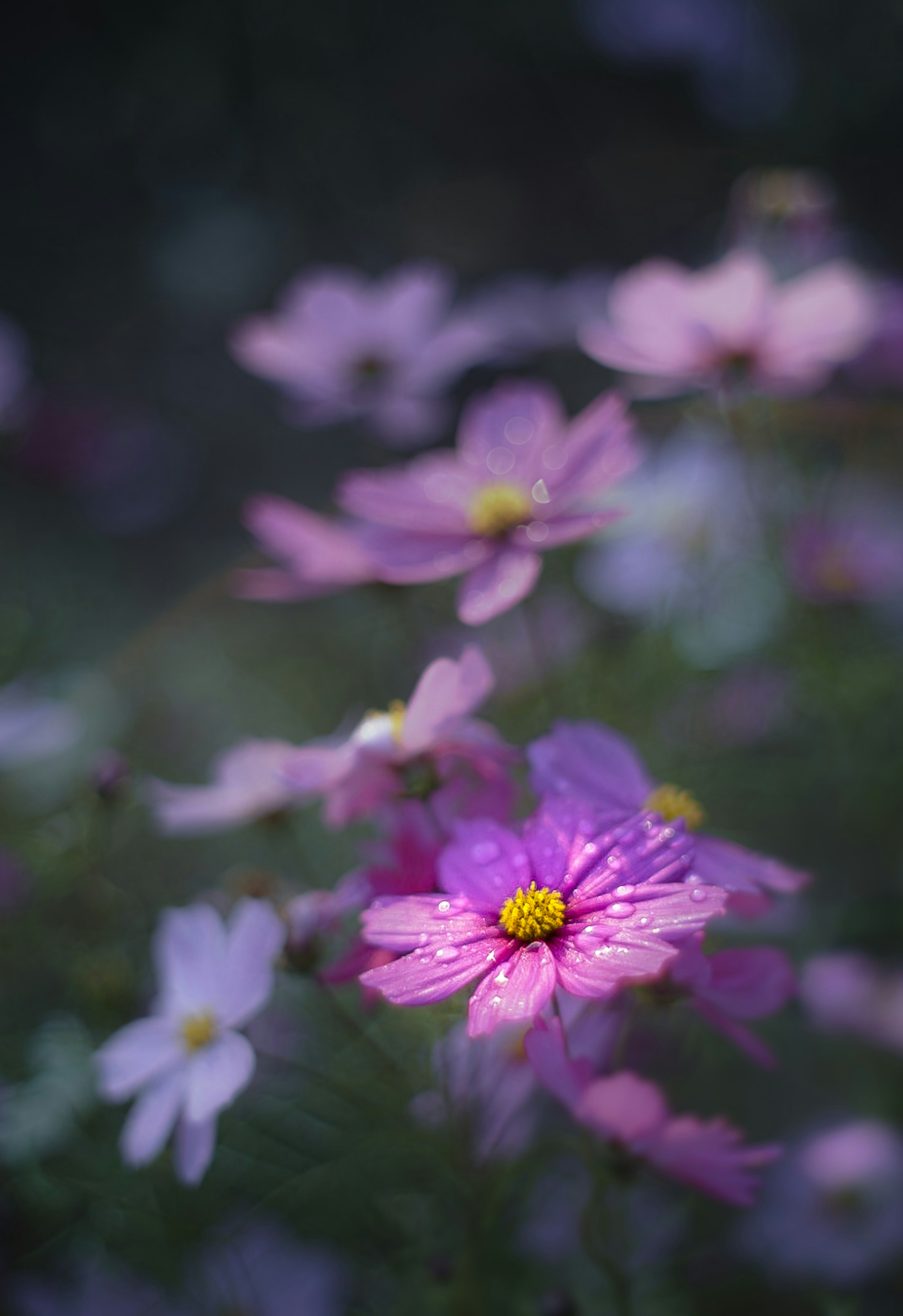 柔らかな色合いのコスモスの花が咲いている風景