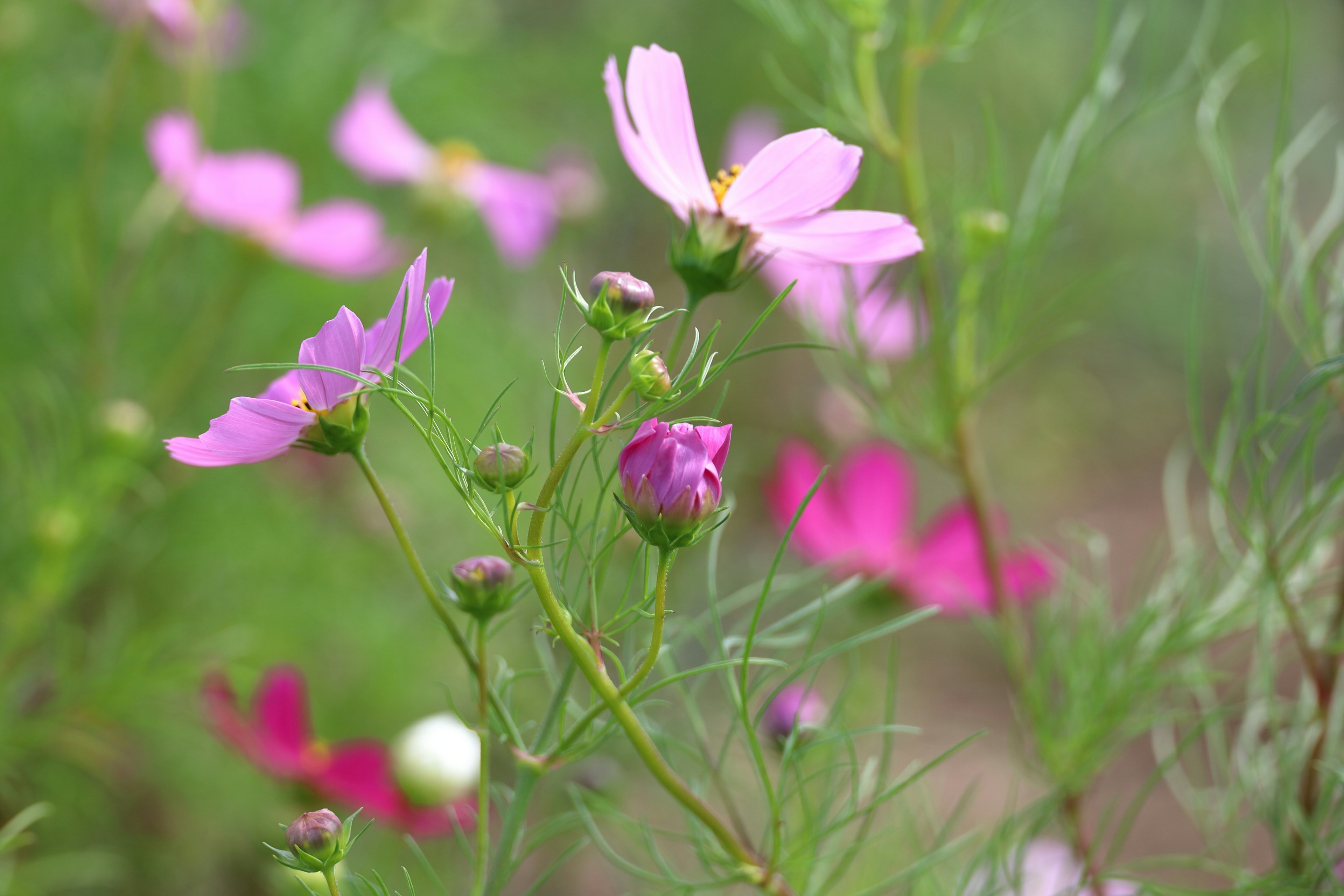 色とりどりのコスモスの花が咲いている風景