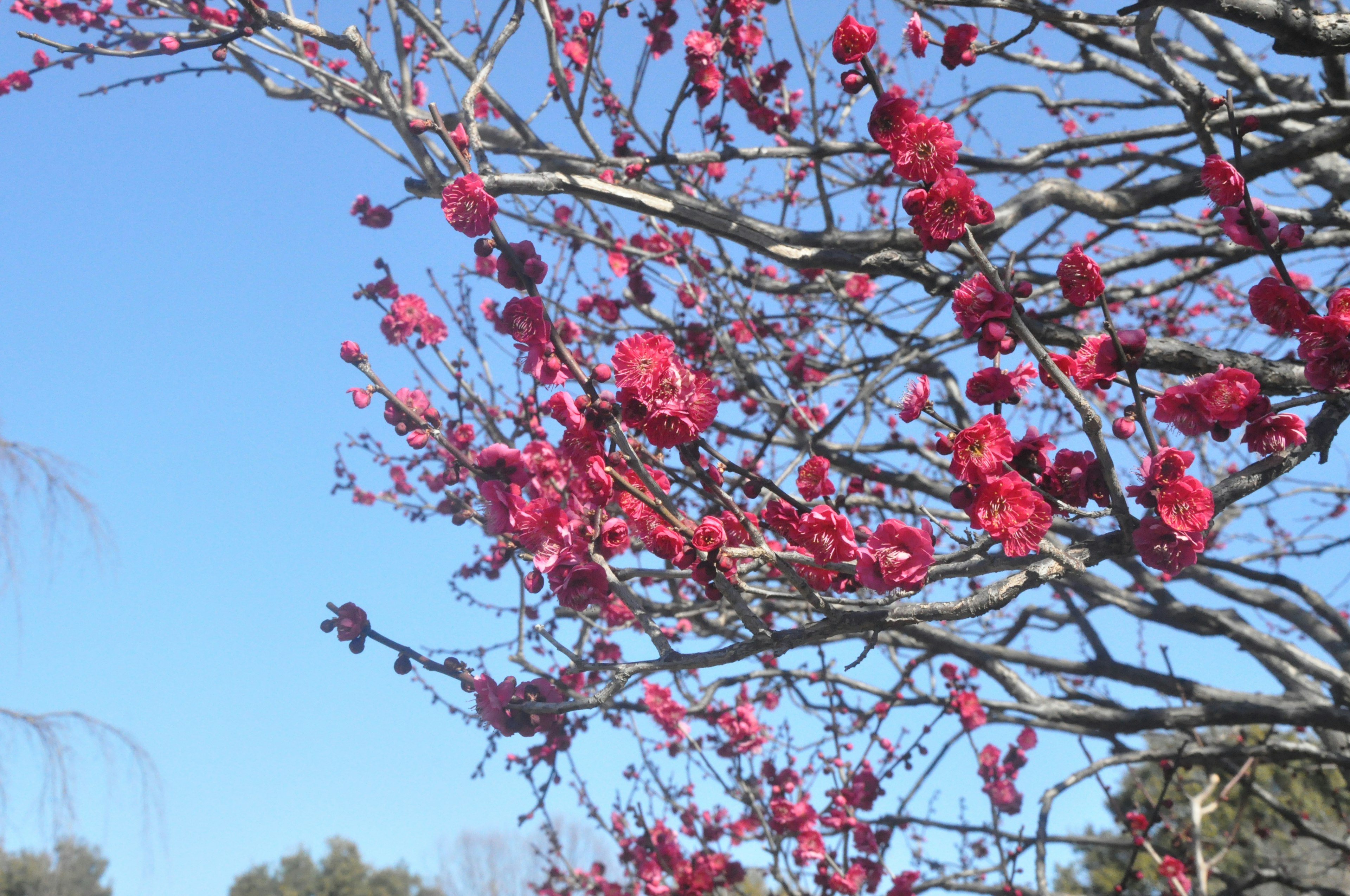 Branches of a tree with vibrant pink flowers against a blue sky