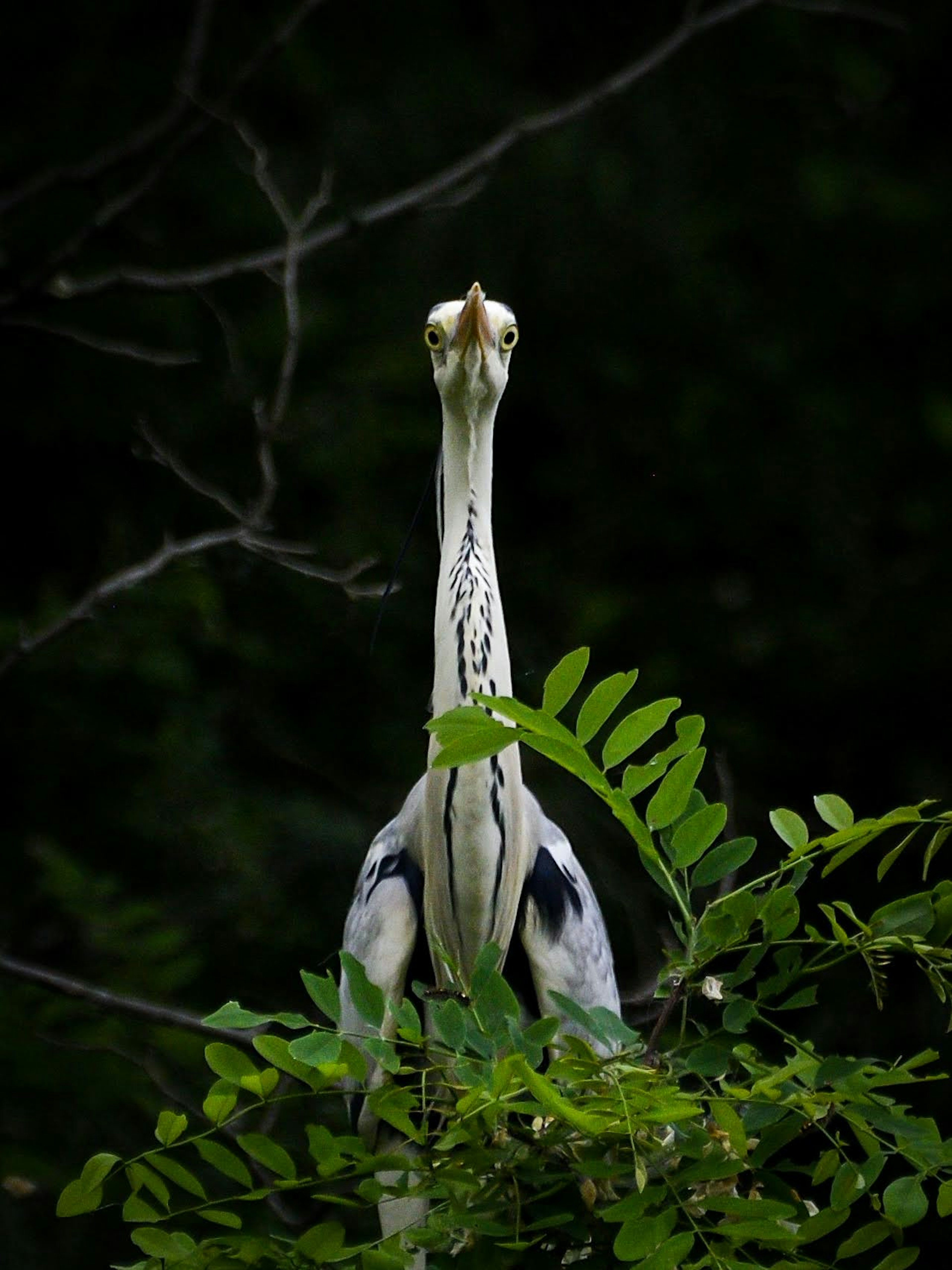 Un oiseau aux plumes noires et blanches émergeant à travers des feuilles vertes