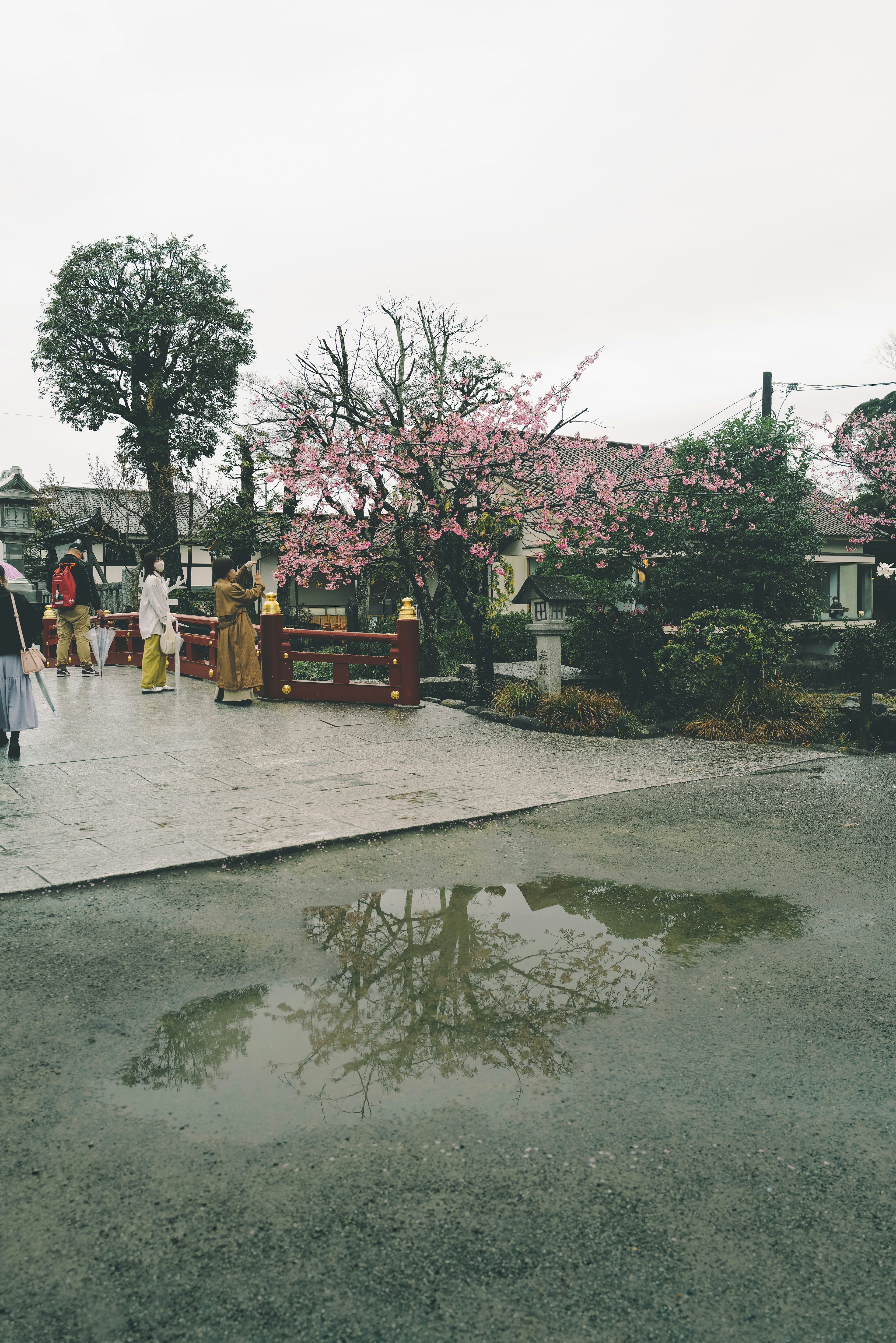 Scene of a park with cherry blossom trees and people puddle reflecting the surroundings