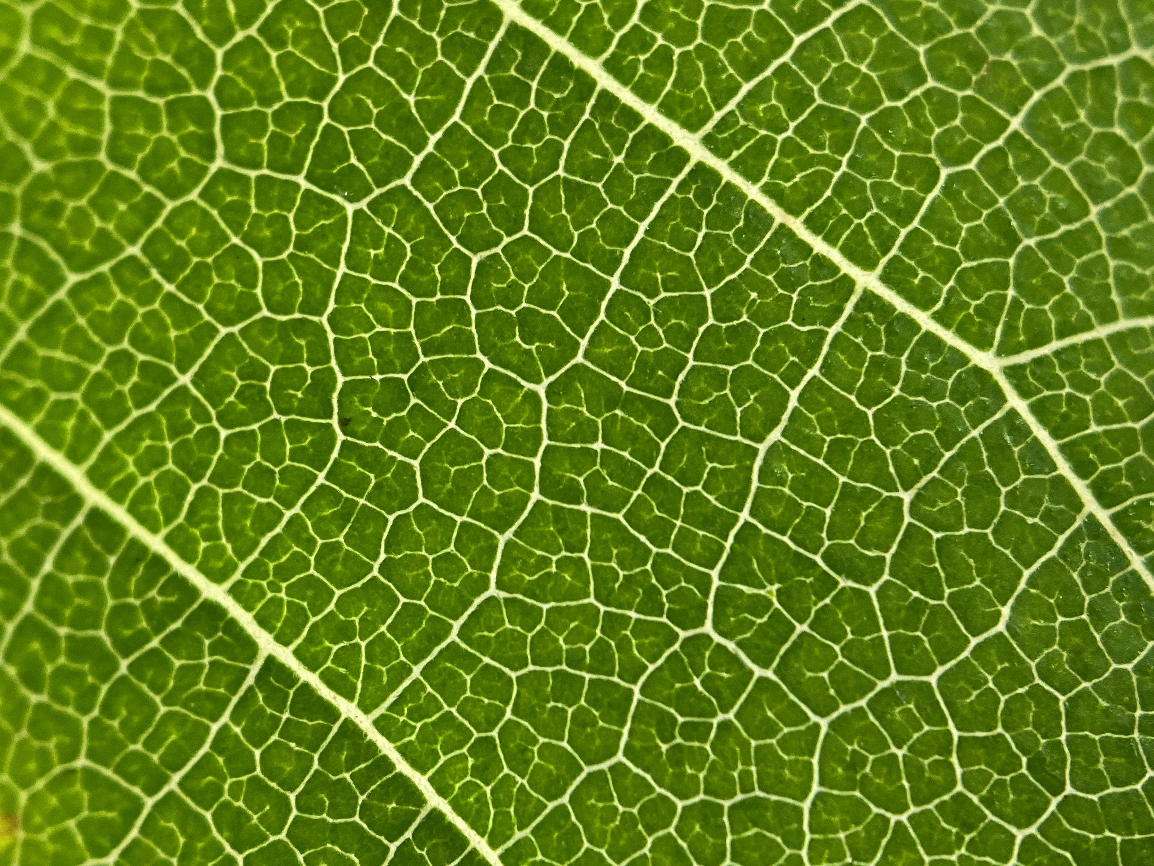 Gros plan d'une feuille verte montrant des motifs de veines complexes