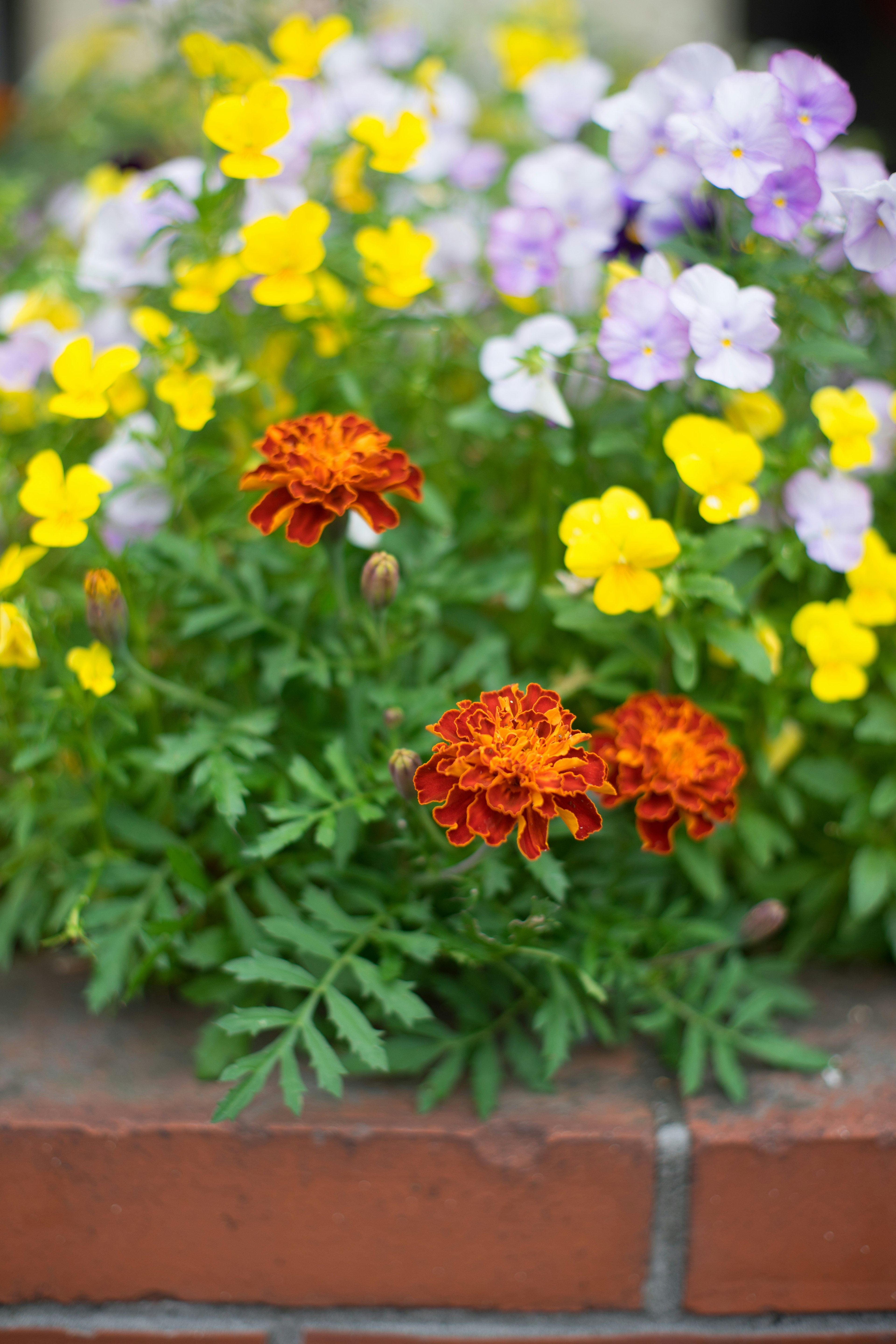 Un parterre de fleurs avec des soucis orange et des pensées violettes