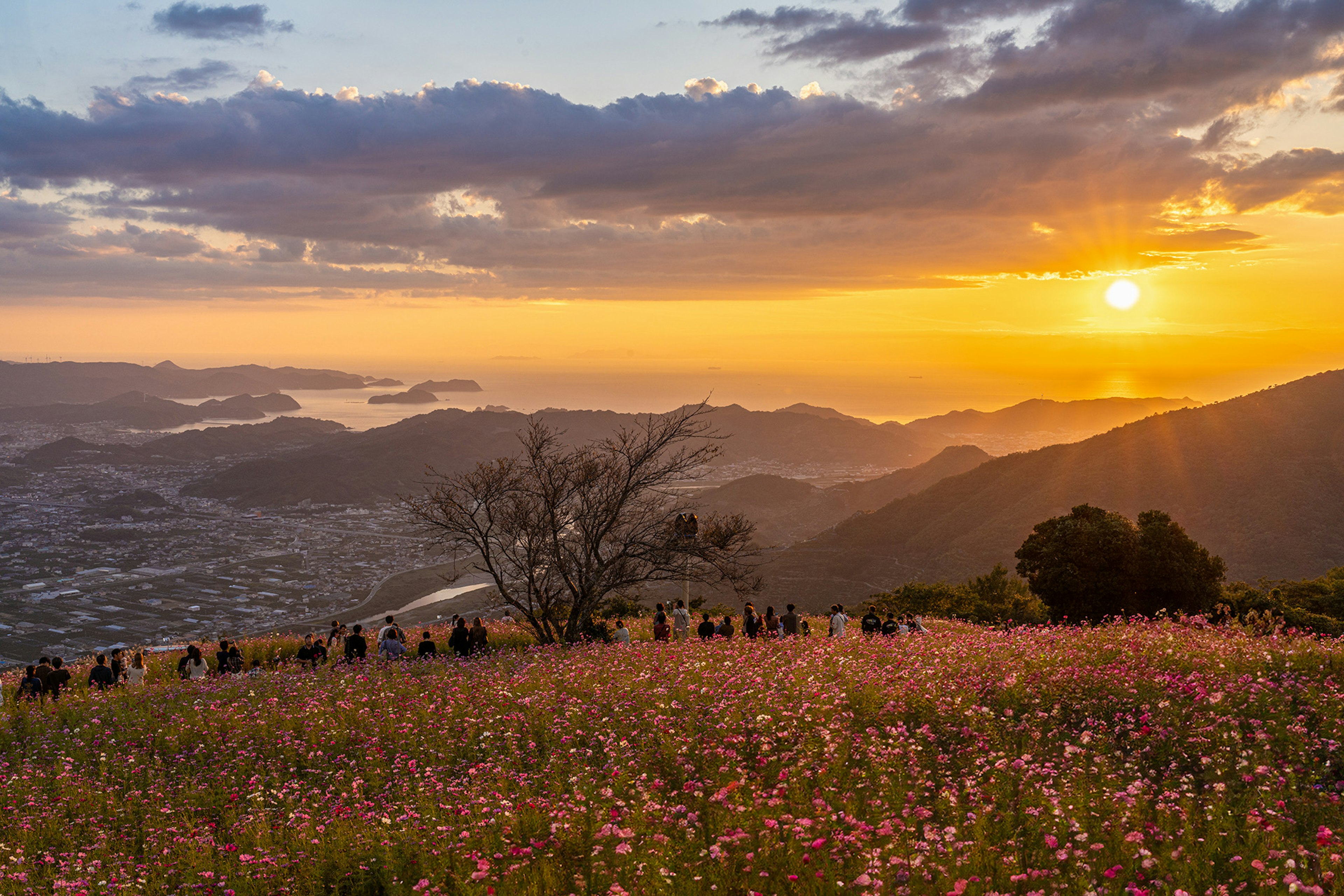 Sunset over a flower field with people gathering