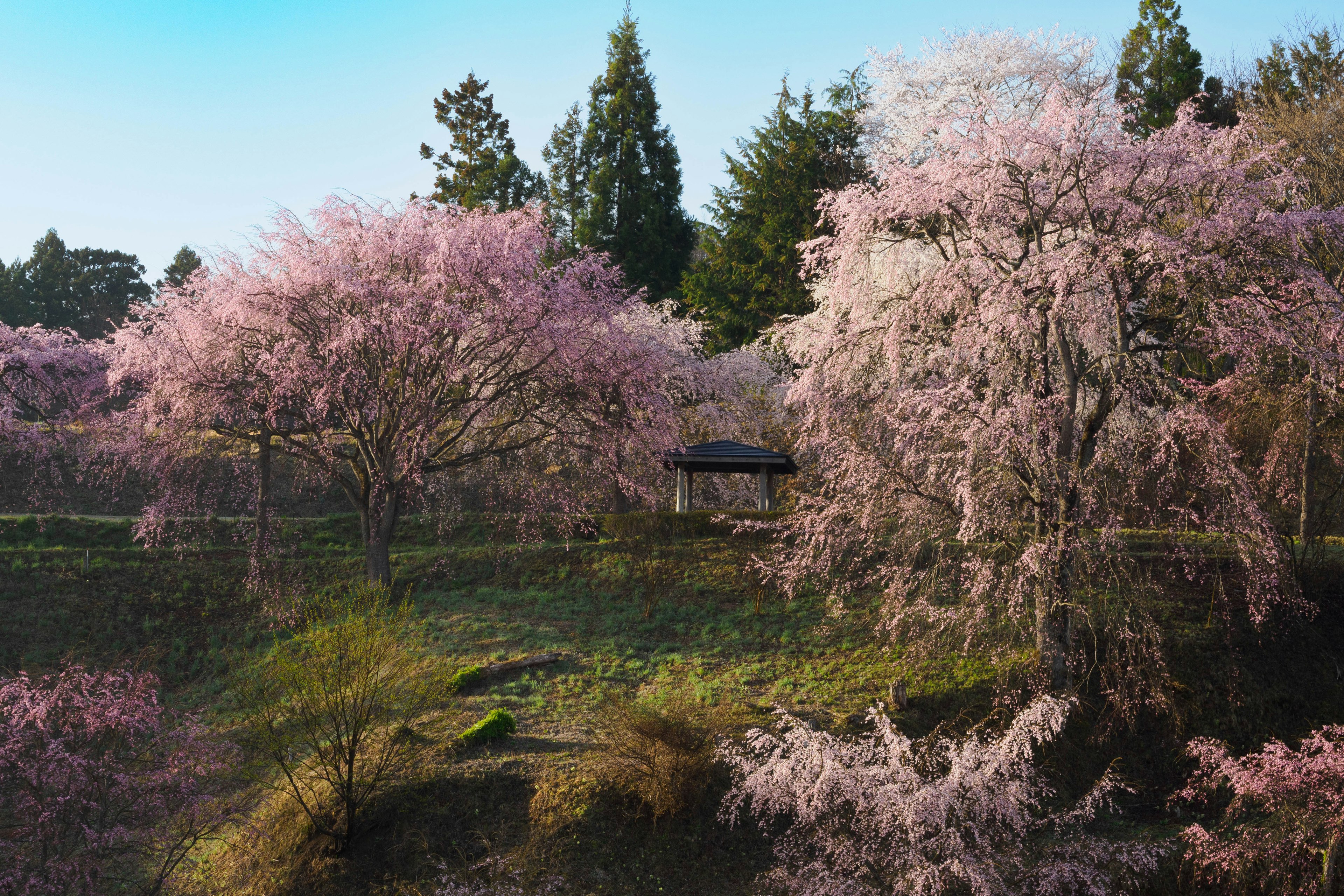 Pemandangan indah dengan pohon sakura yang mekar, langit biru dan rumput hijau