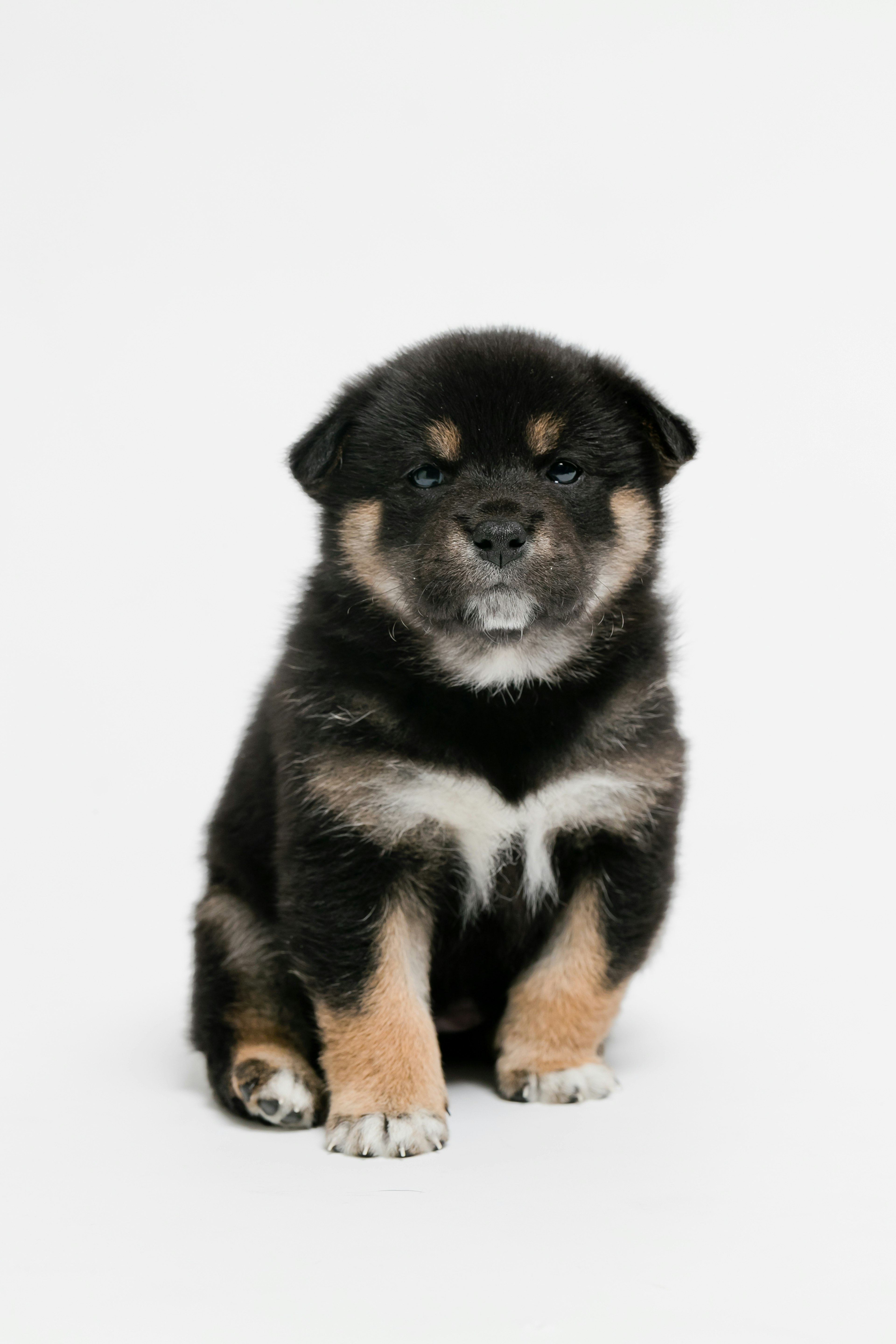 Un cachorro de Shiba Inu negro sentado y mirando hacia adelante