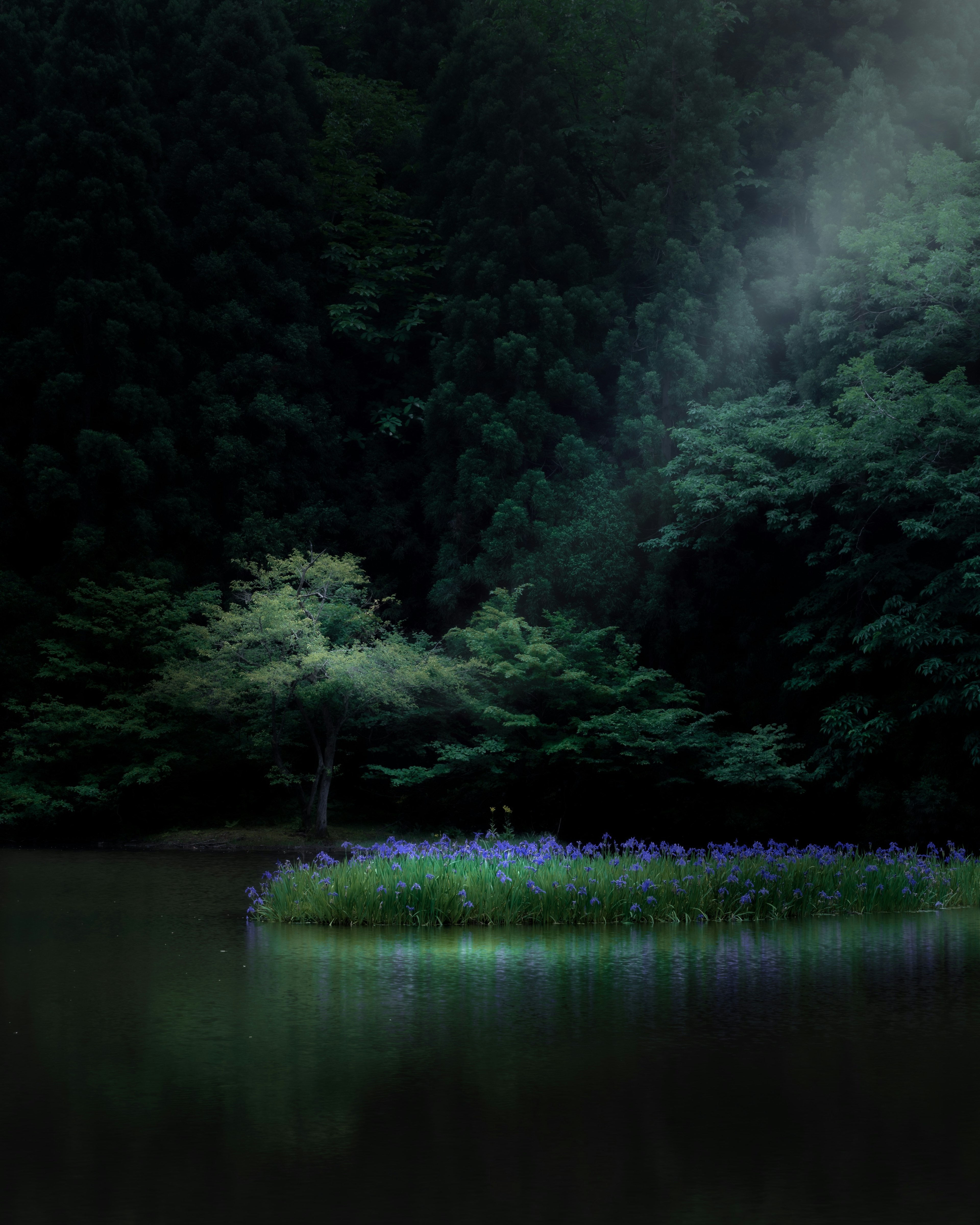 Un lago sereno con una pequeña isla de flores moradas rodeada de árboles verdes exuberantes