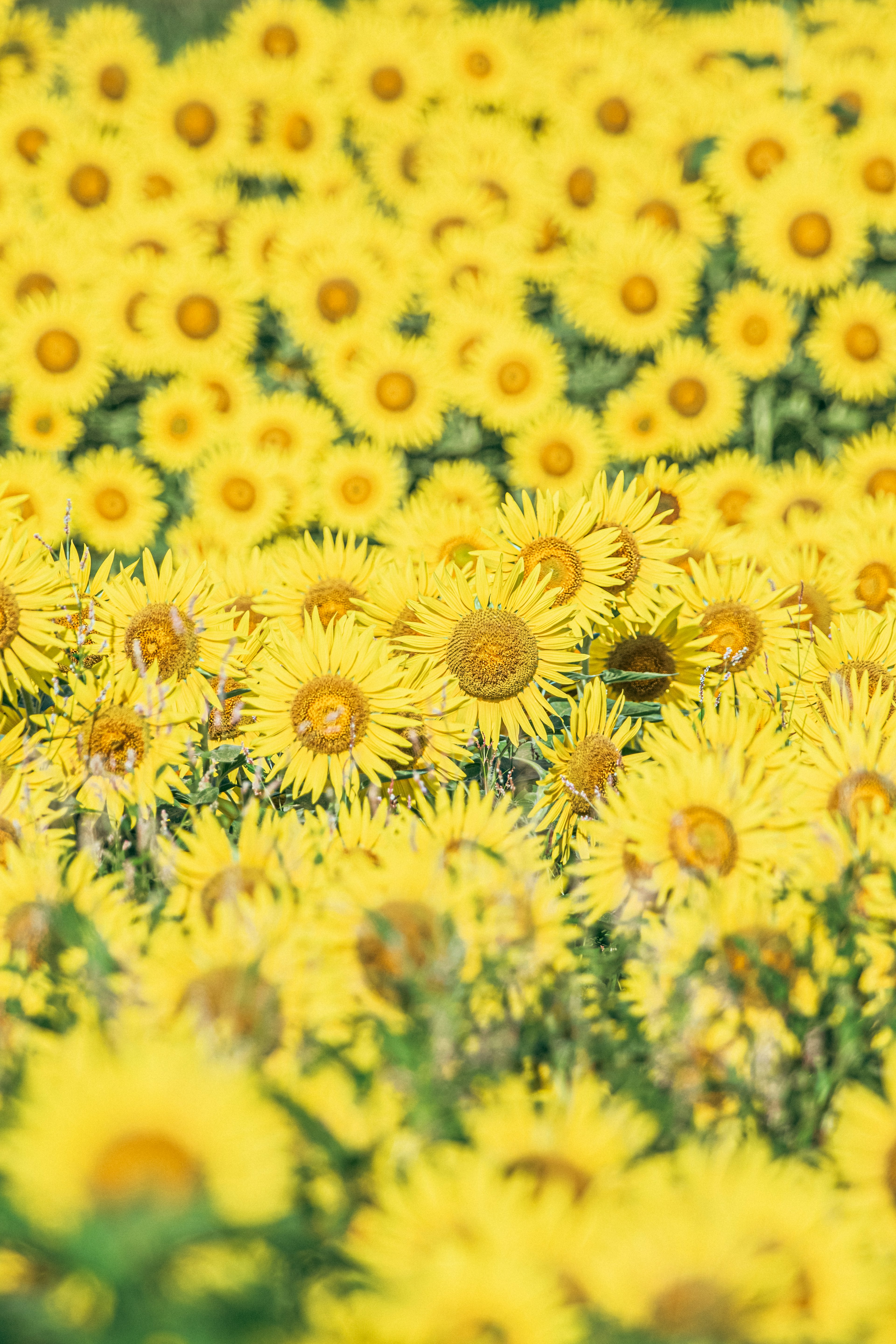 Feld mit blühenden Sonnenblumen in leuchtendem Gelb