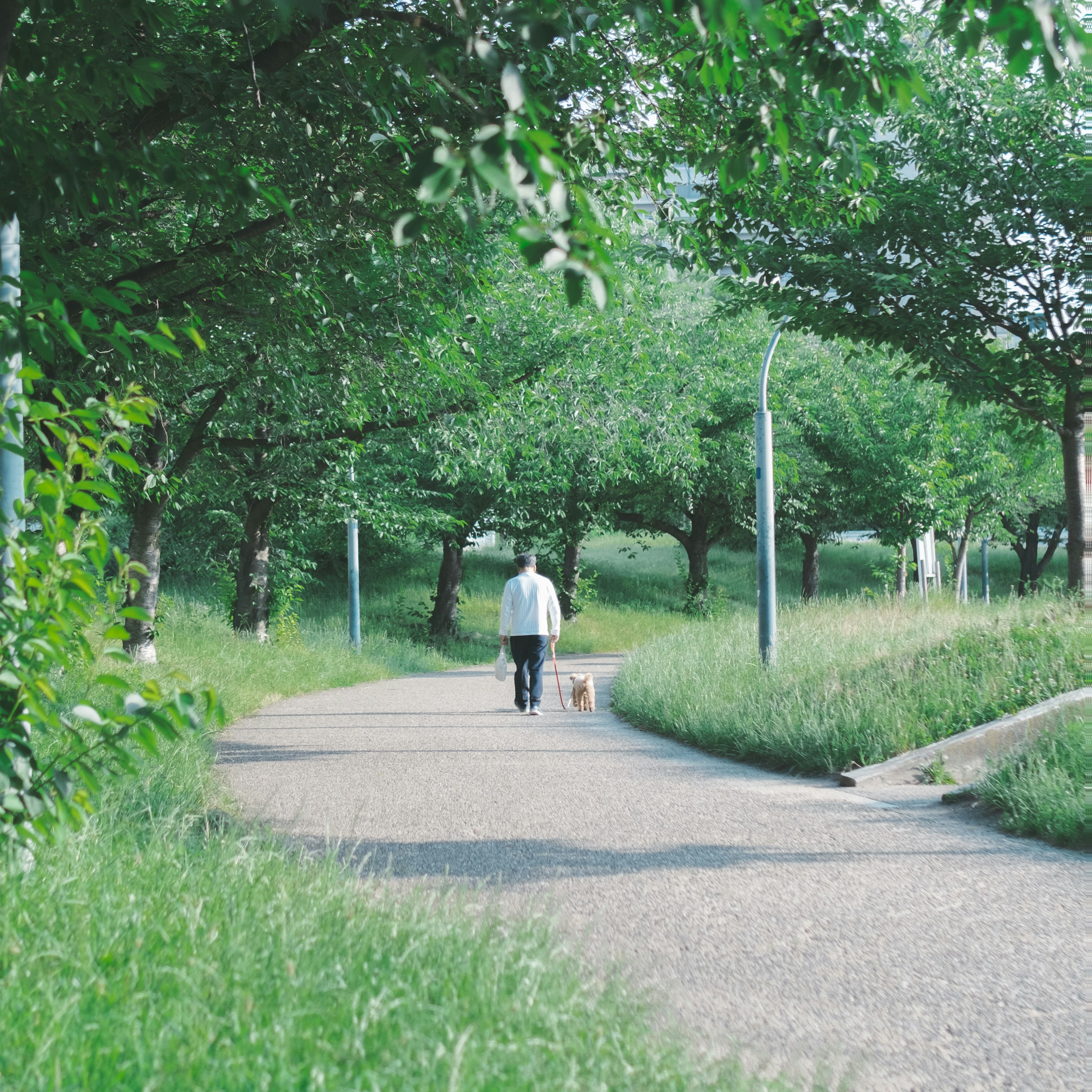 緑の木々に囲まれた歩道を散歩する人と犬