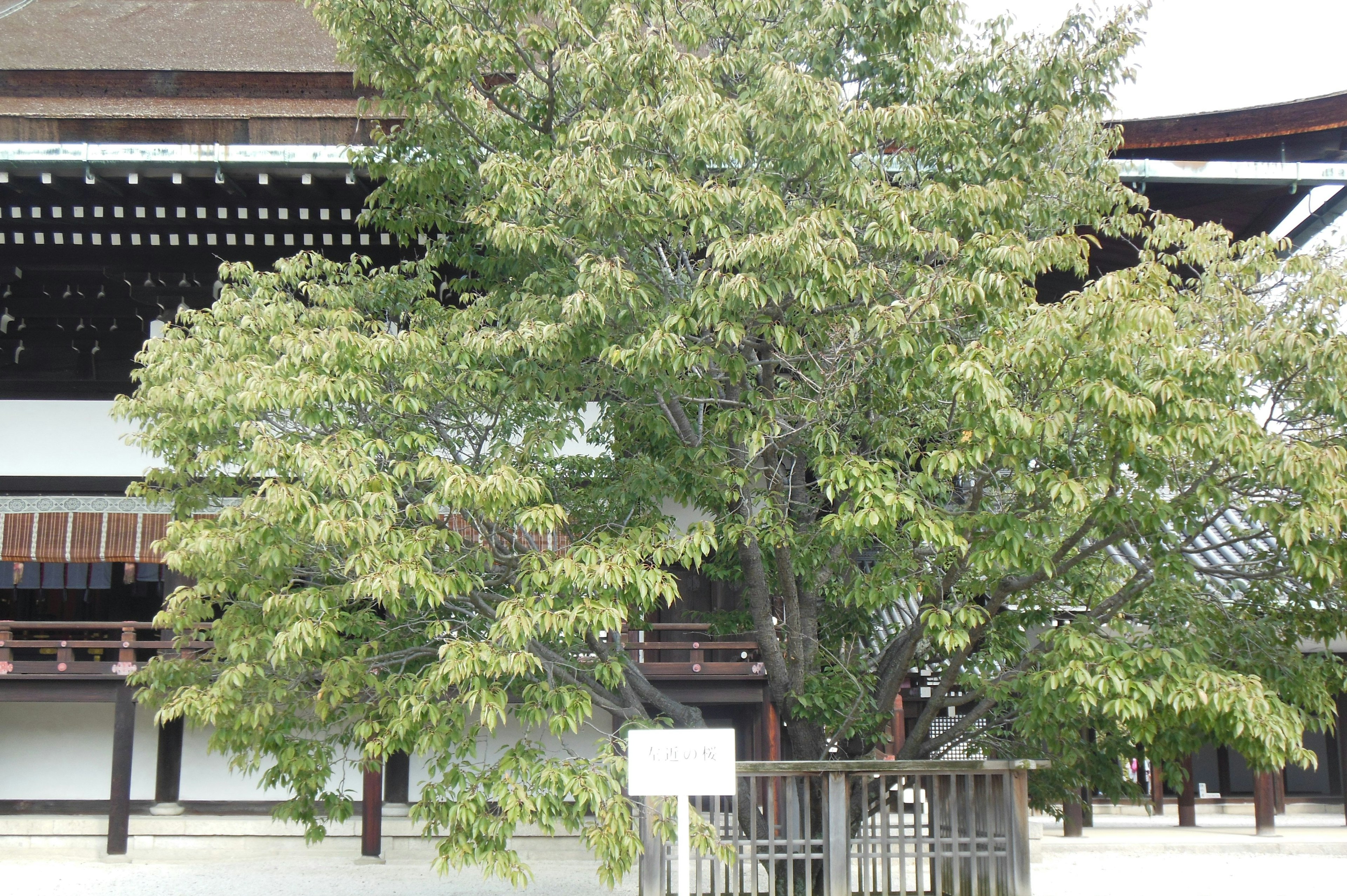 Un arbre vert luxuriant devant un vieux bâtiment