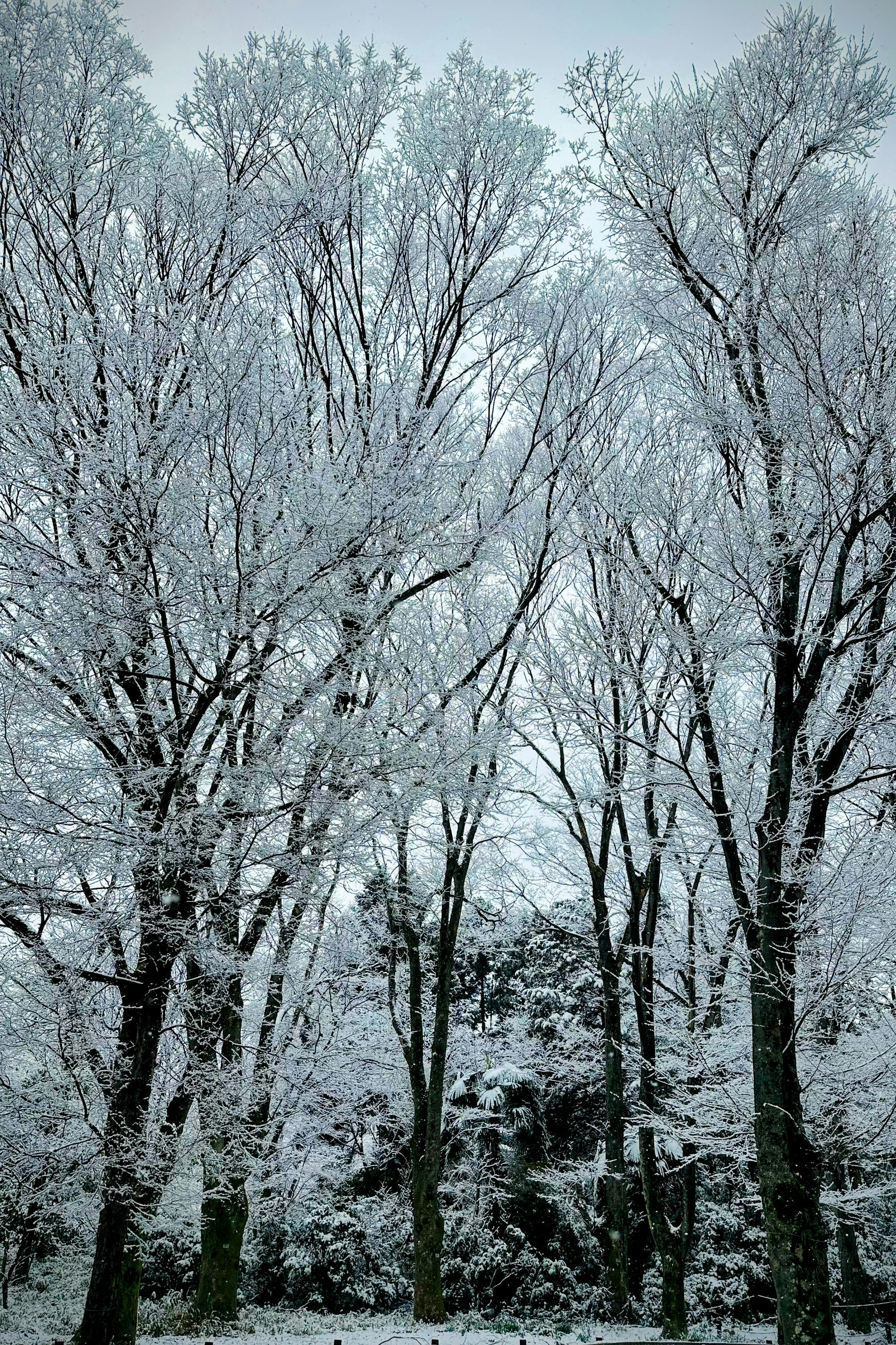 雪に覆われた木々の白い冬の風景