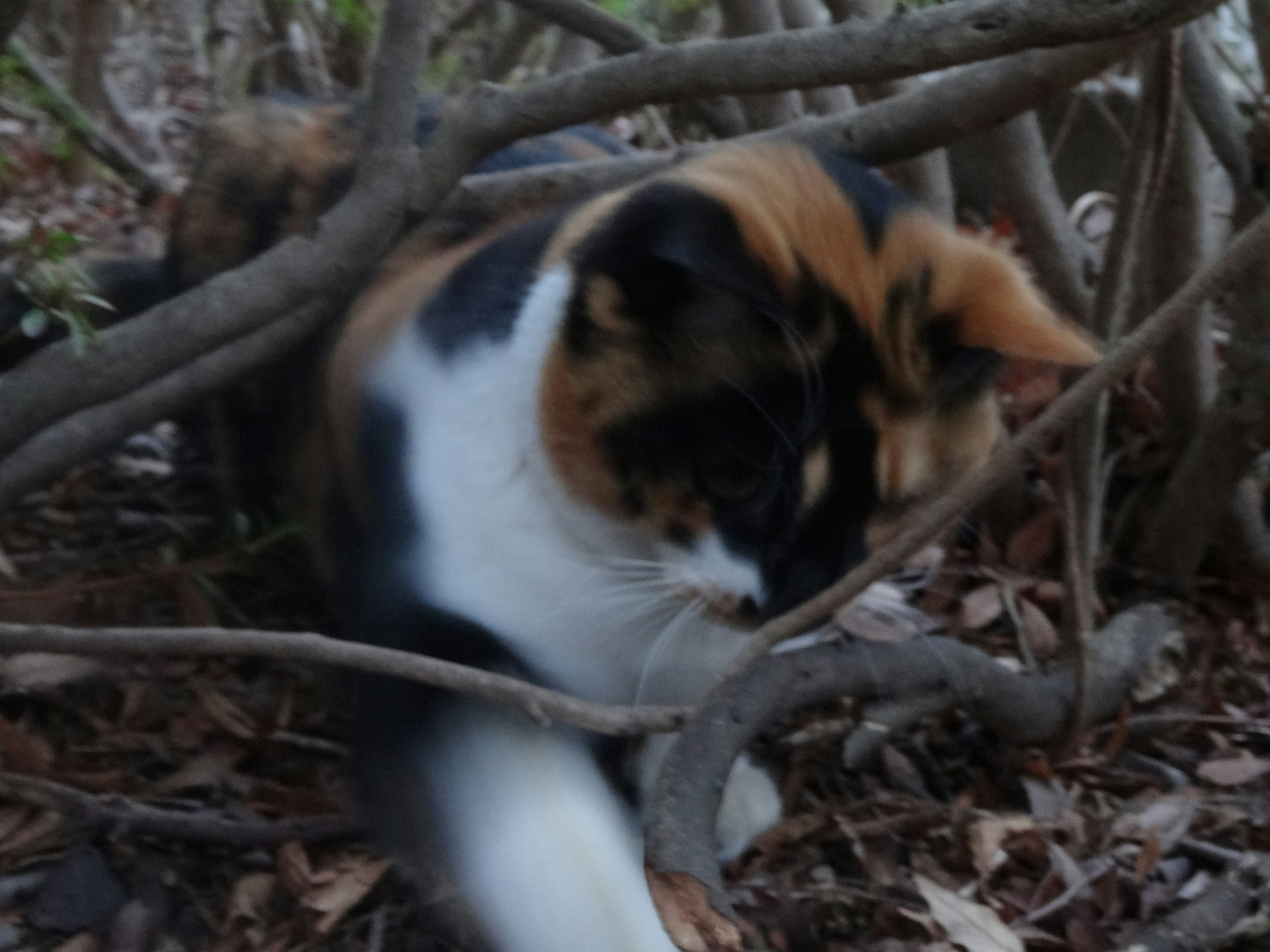 Calico cat playing among branches