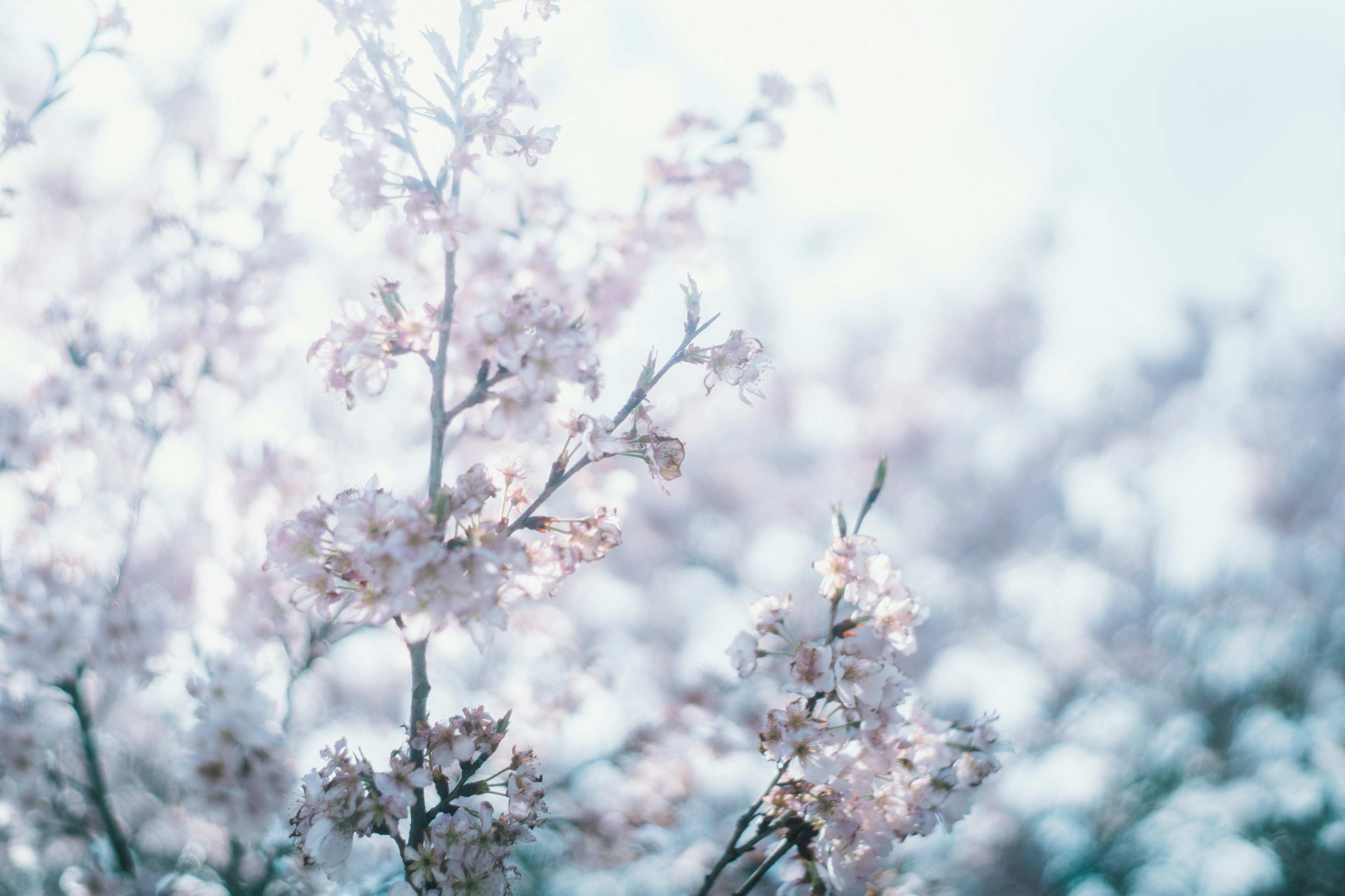 淡い桜の花が咲いている枝のクローズアップ