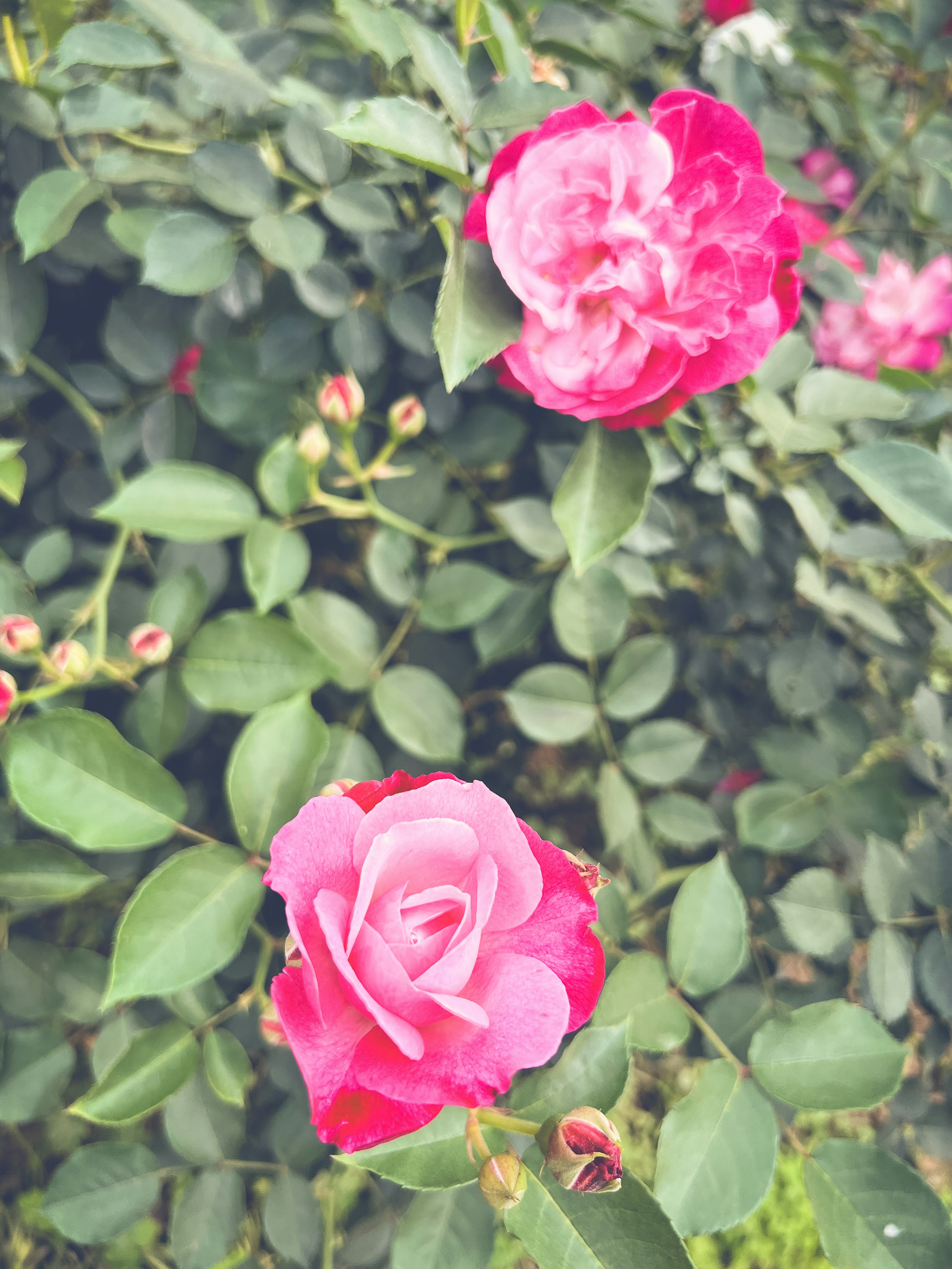 Rosa rosa vibrante che fiorisce tra foglie verdi