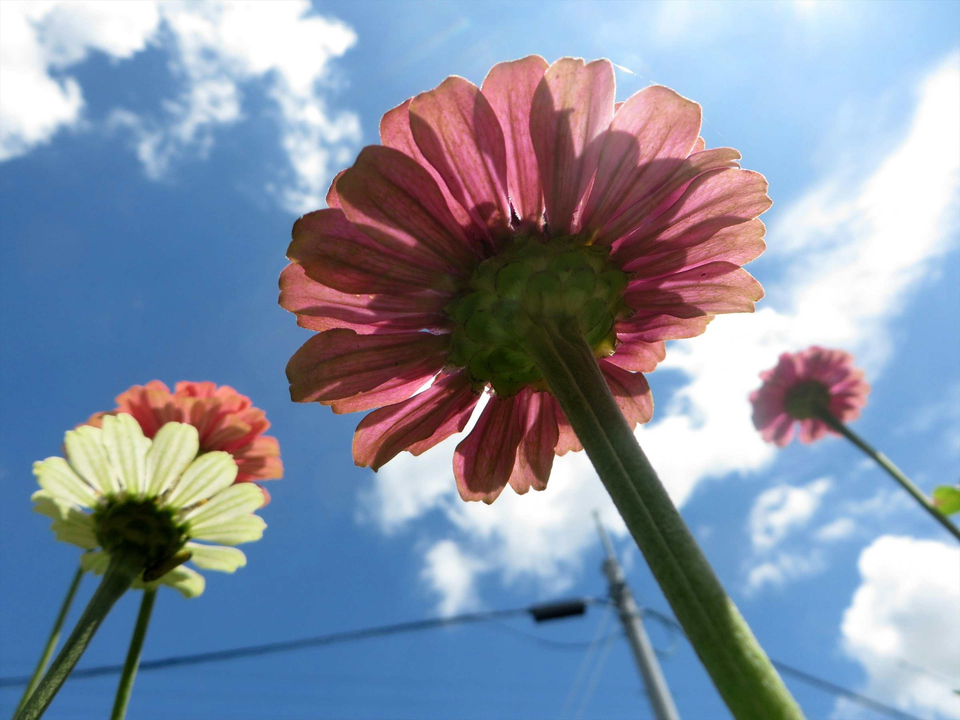 View from below of pink and white flowers against a blue sky