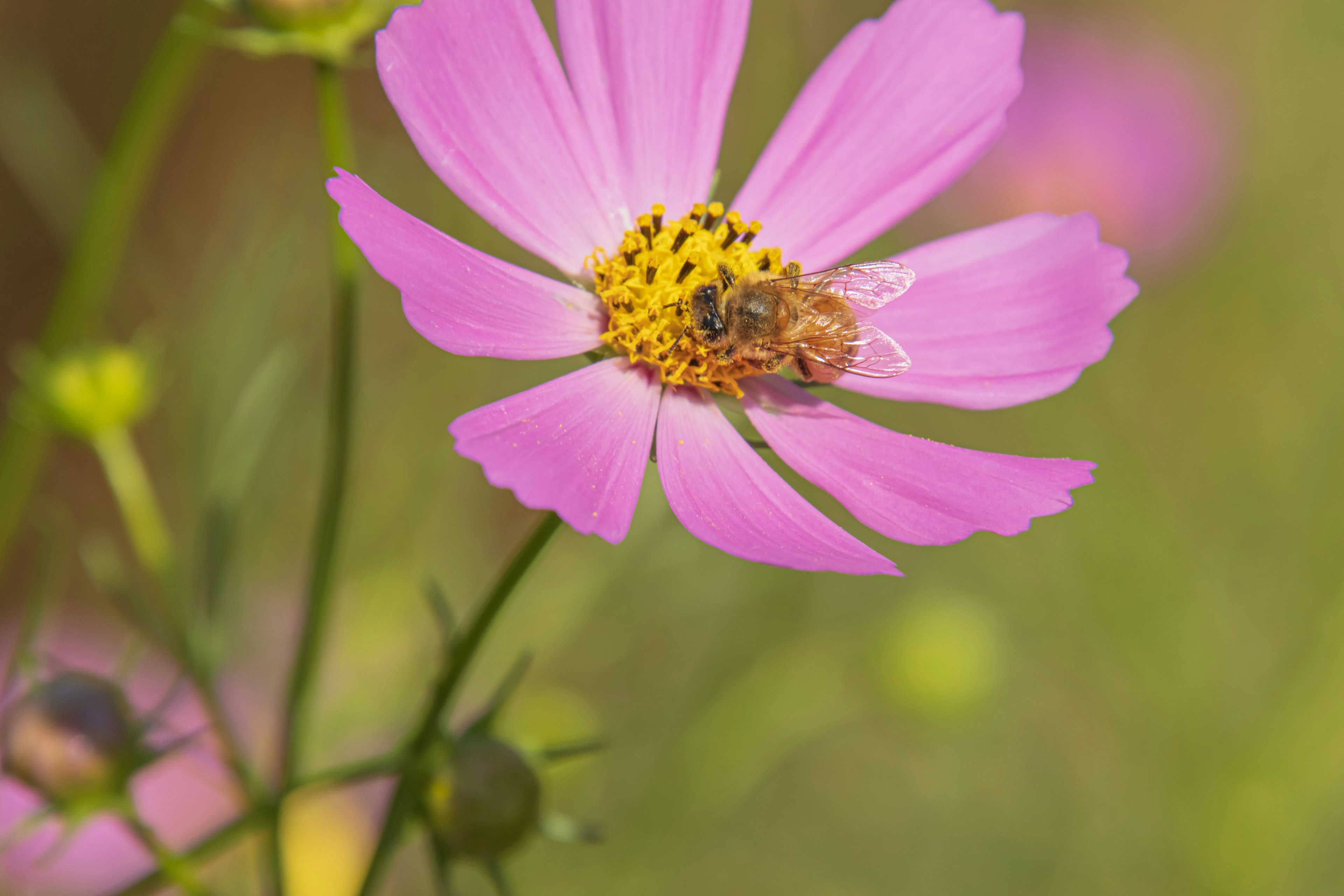 鮮やかなピンクのコスモスの花とその中心にいる小さな蜂