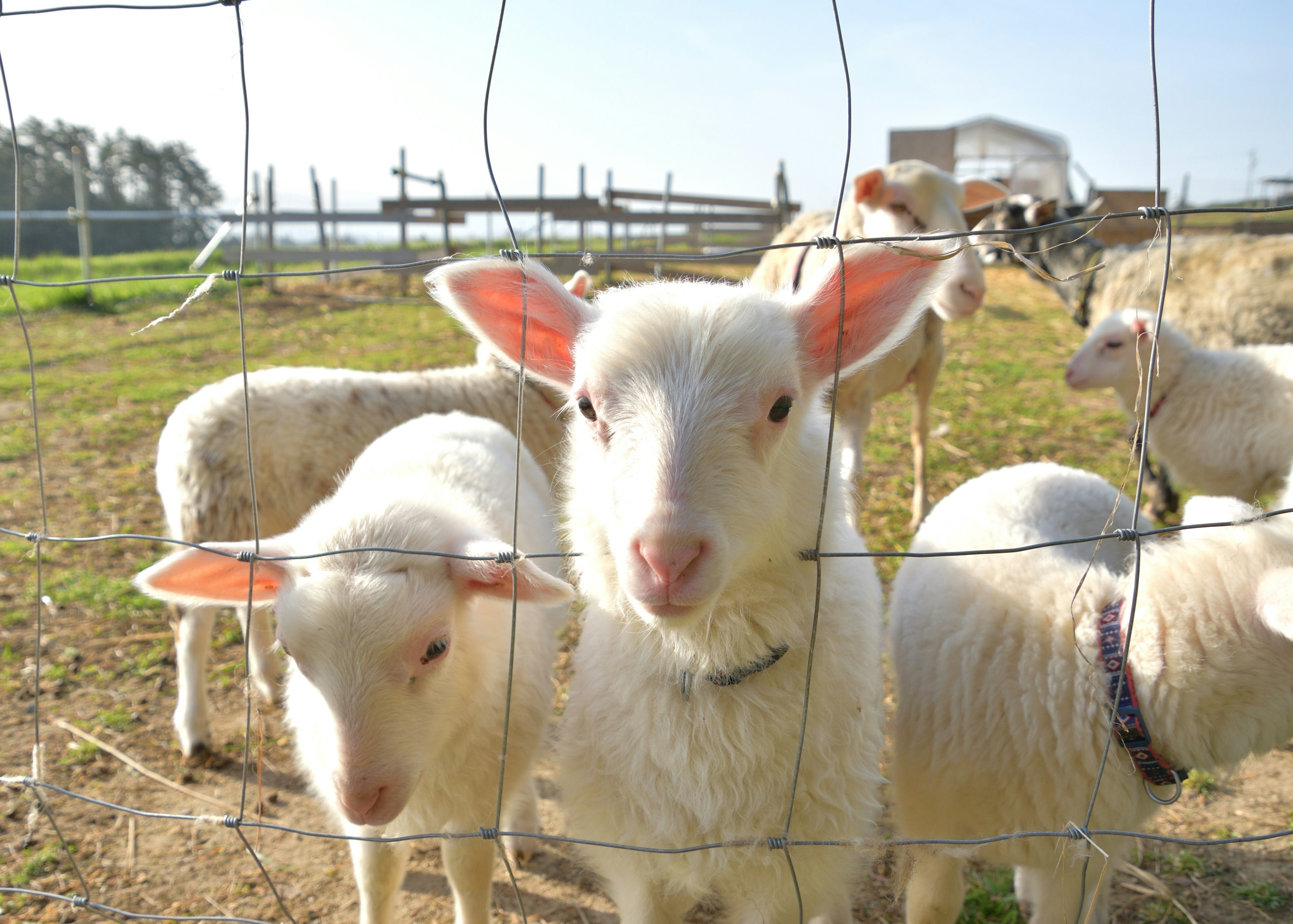 A flock of sheep near a fence in a farm setting