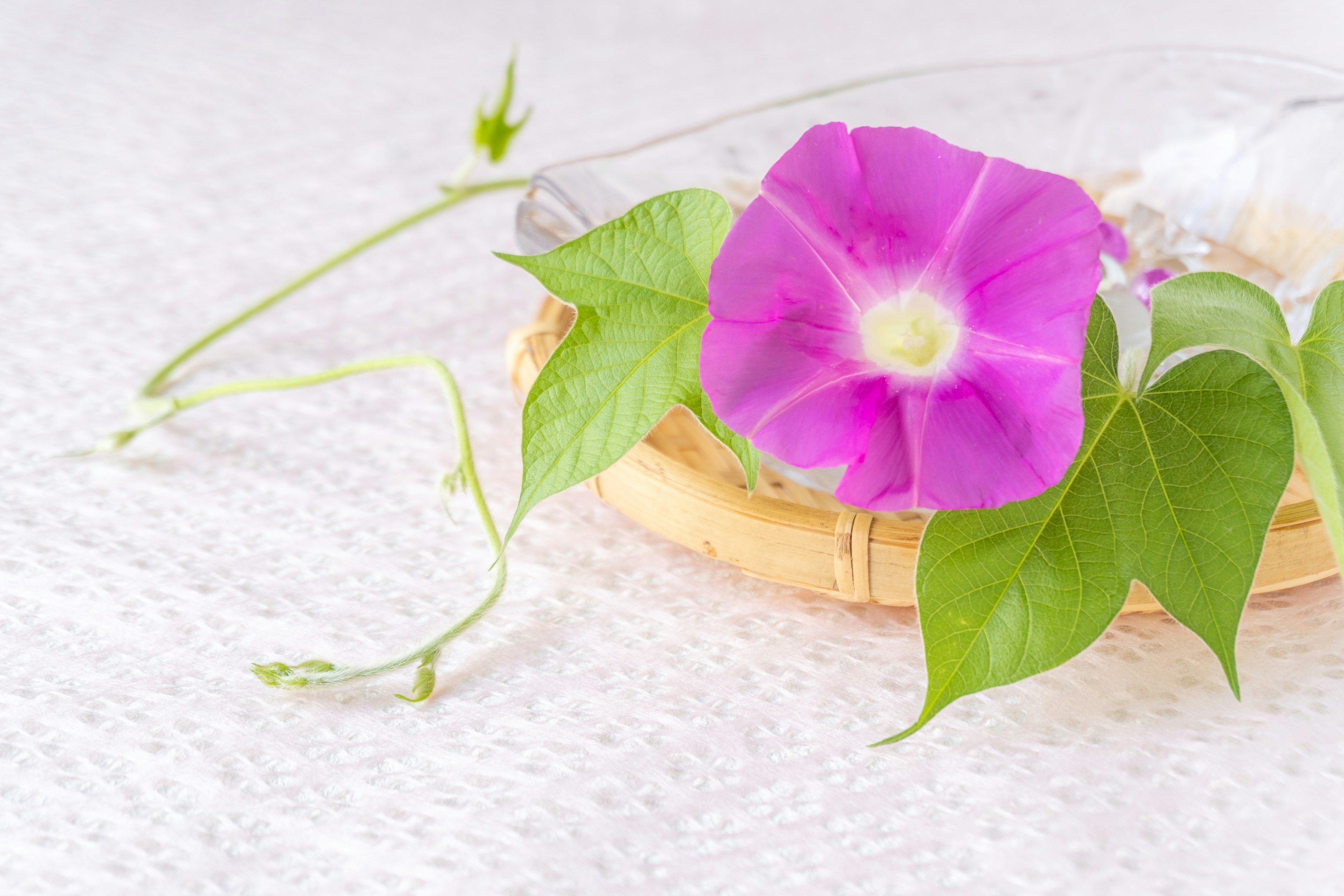 Immagine di un fiore rosa e foglie verdi su uno sfondo di tessuto bianco