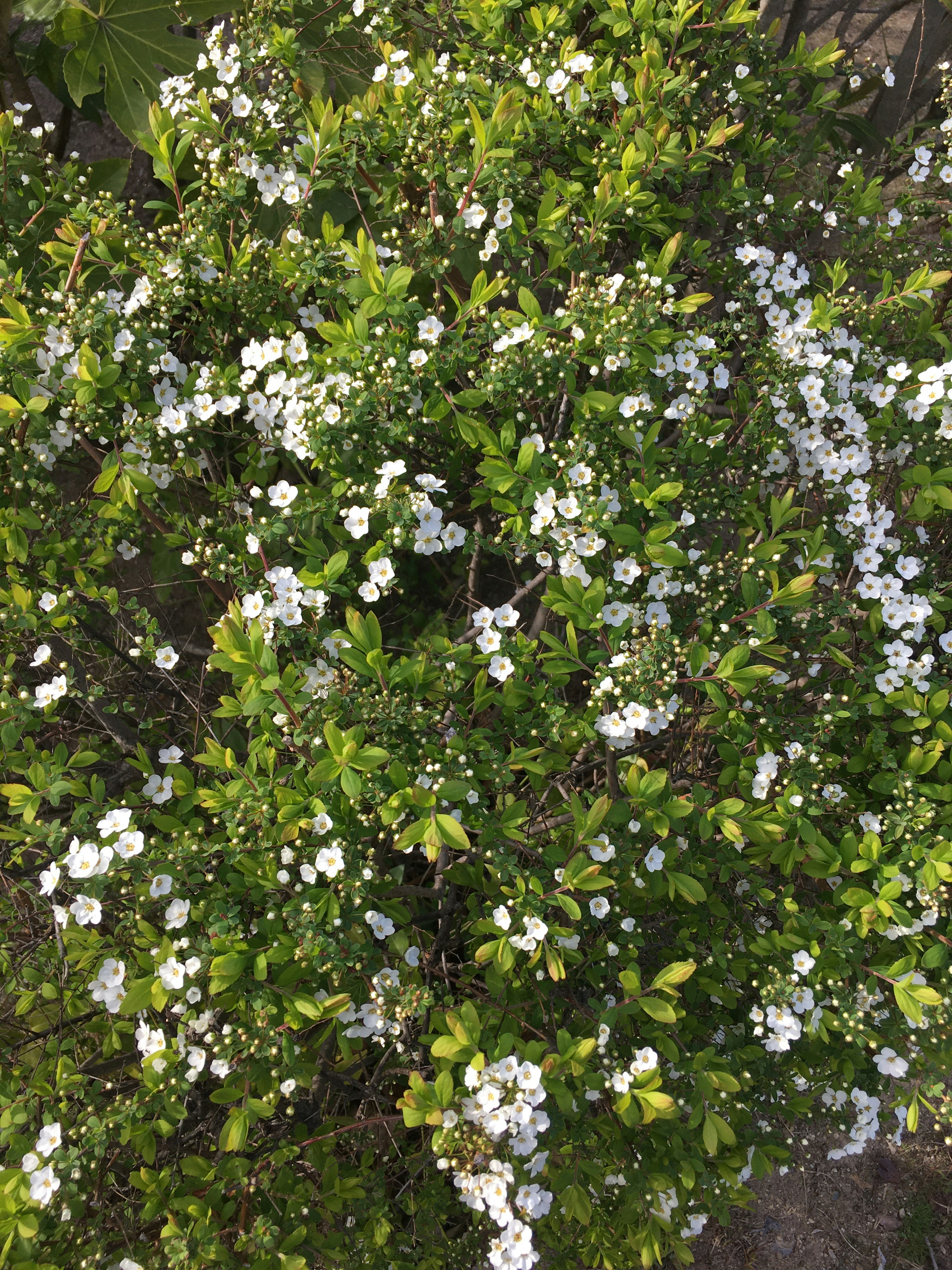 Close-up of a lush green shrub with blooming white flowers