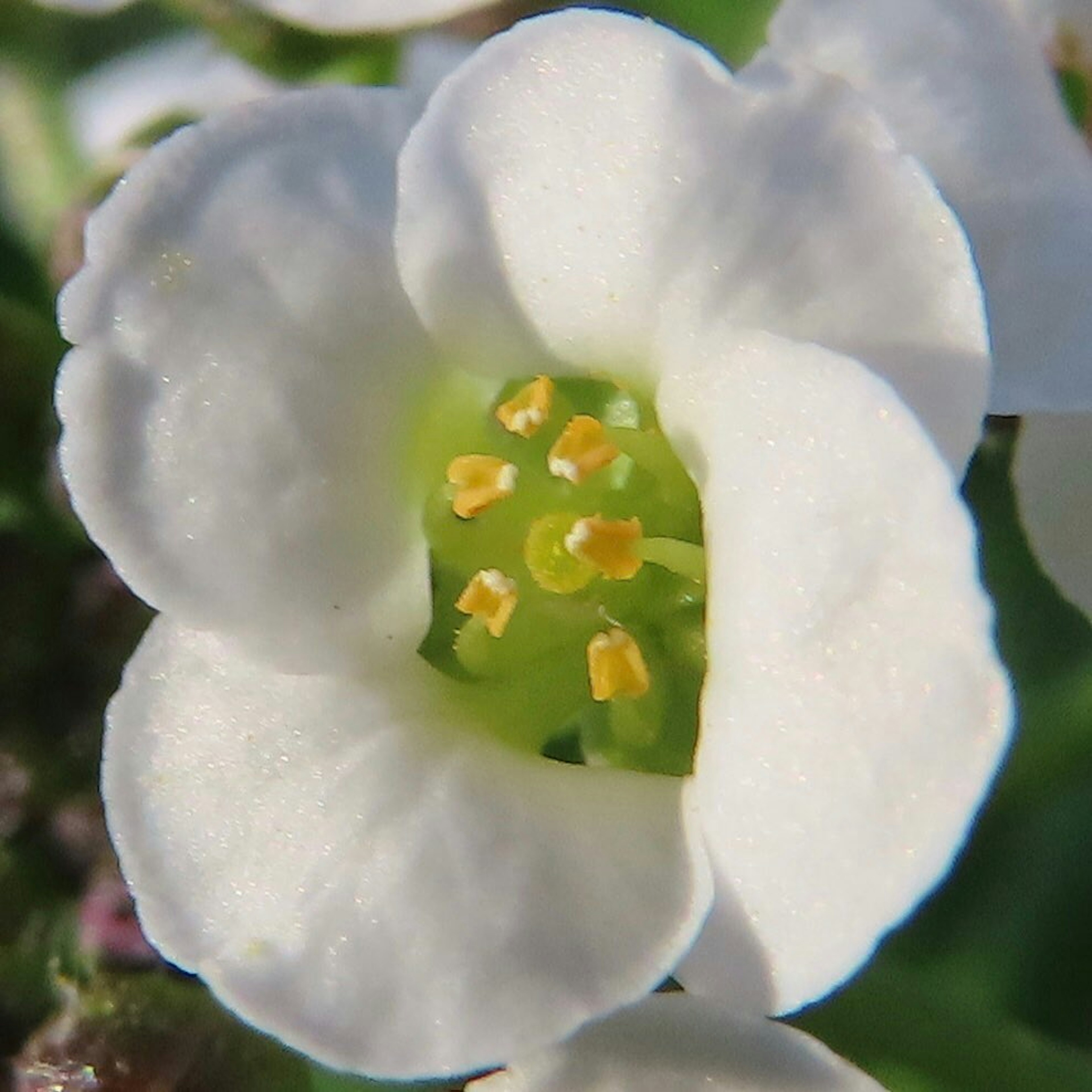 Acercamiento de una flor blanca con estambres amarillos y un centro verde