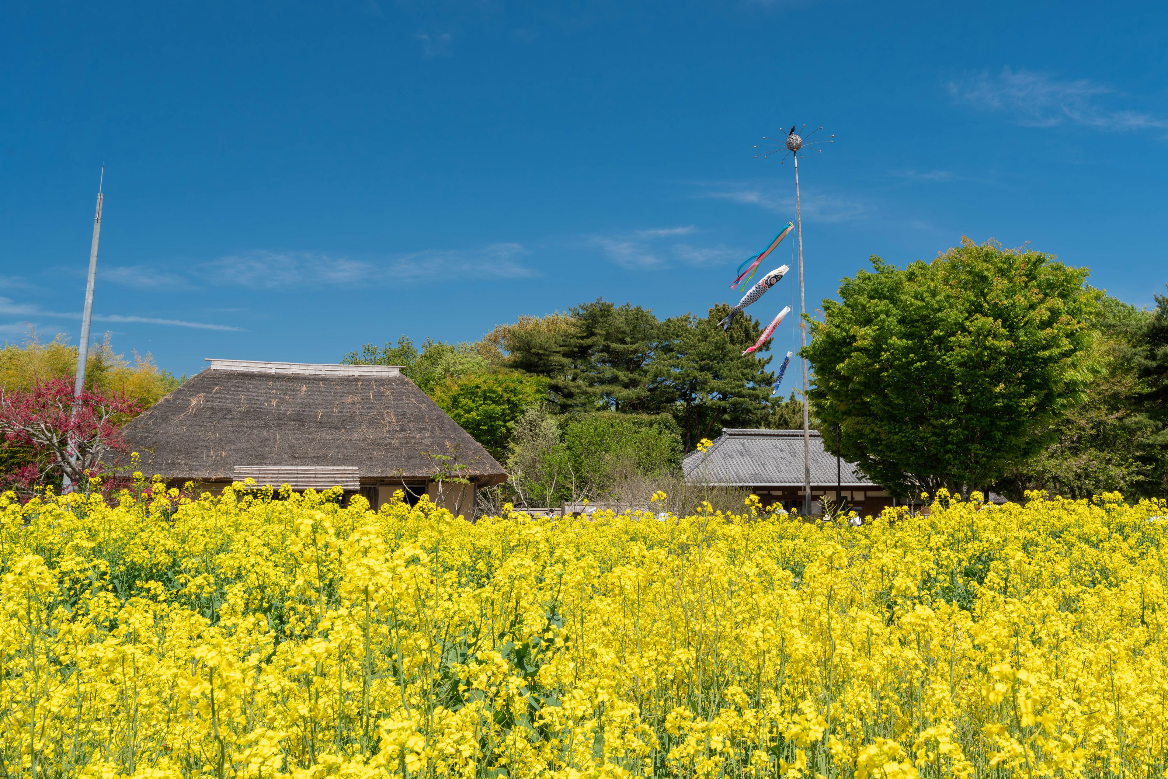 Un campo de flores amarillas con casas tradicionales de techo de paja