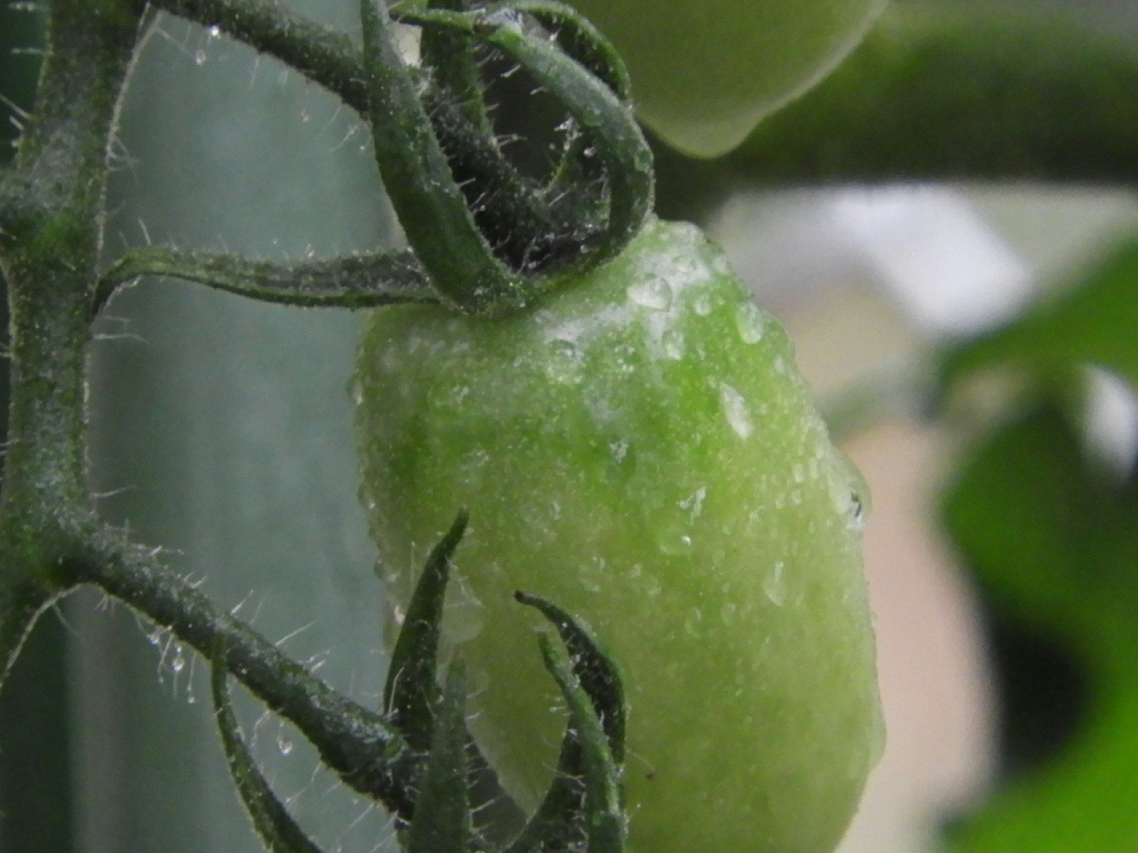 A green tomato fruit hanging from a vine with droplets of water