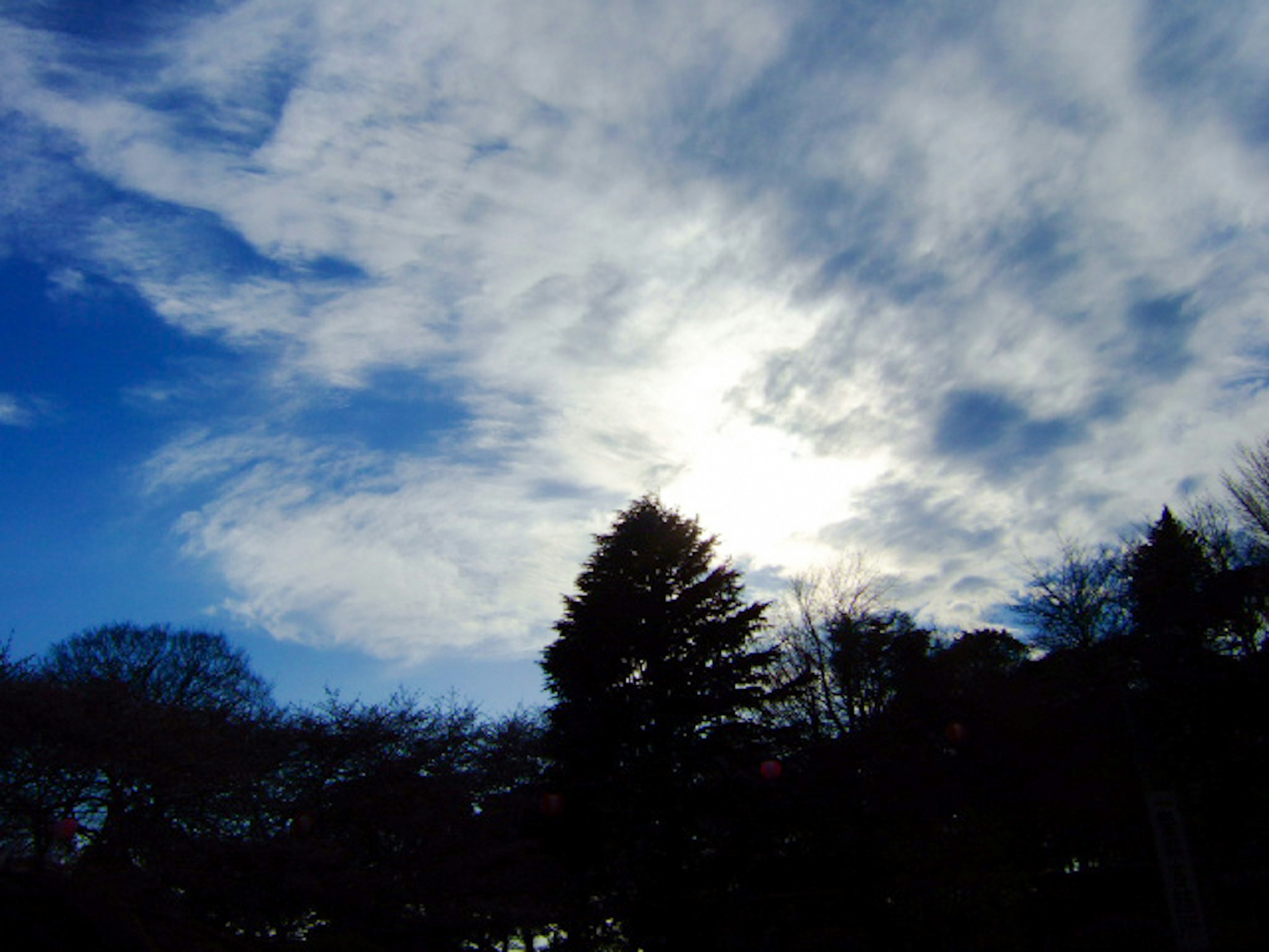 Silhouette von Bäumen vor blauem Himmel und weißen Wolken