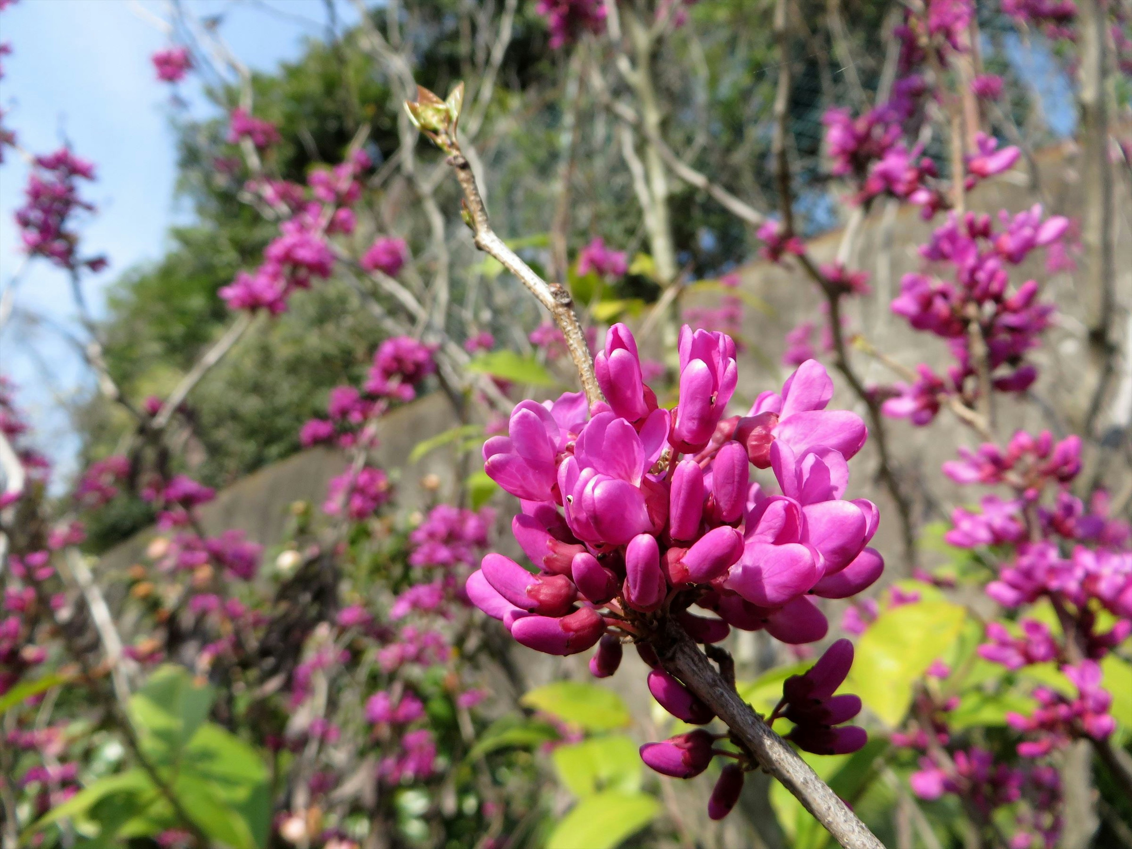 Nahaufnahme von lebhaften lila Blumen, die an einer Pflanze blühen